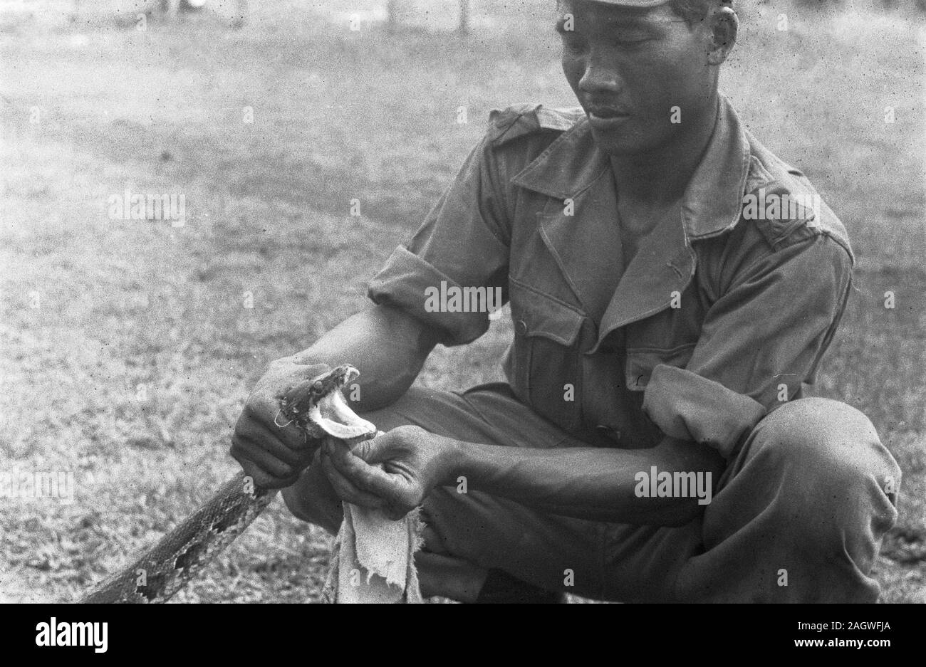 KNIL soldat tient la tête d'un serpent ; Date janvier 1949 ; Lieu de l'Indonésie, Indes néerlandaises Banque D'Images