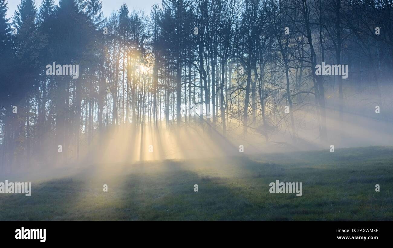 Rayons de soleil dans la brume de briller à travers la forêt Banque D'Images