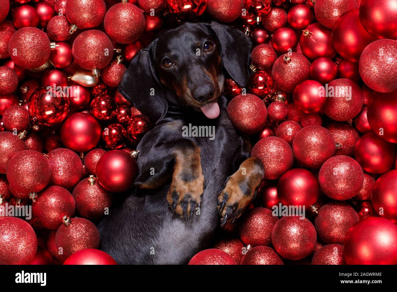 Chien saucisse basset allemand en père Noël pour les vacances de Noël reposant sur un fond de Noël Boules babioles comme prendre un instantané smartphone avec selfies Banque D'Images