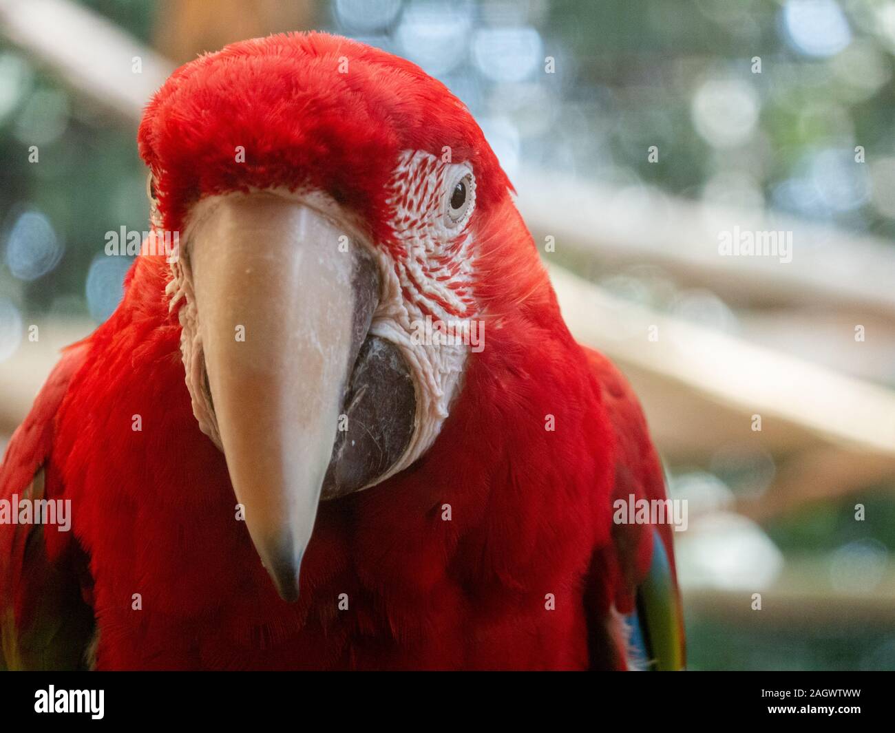 Un closeup portrait coloré d'un ara. Banque D'Images