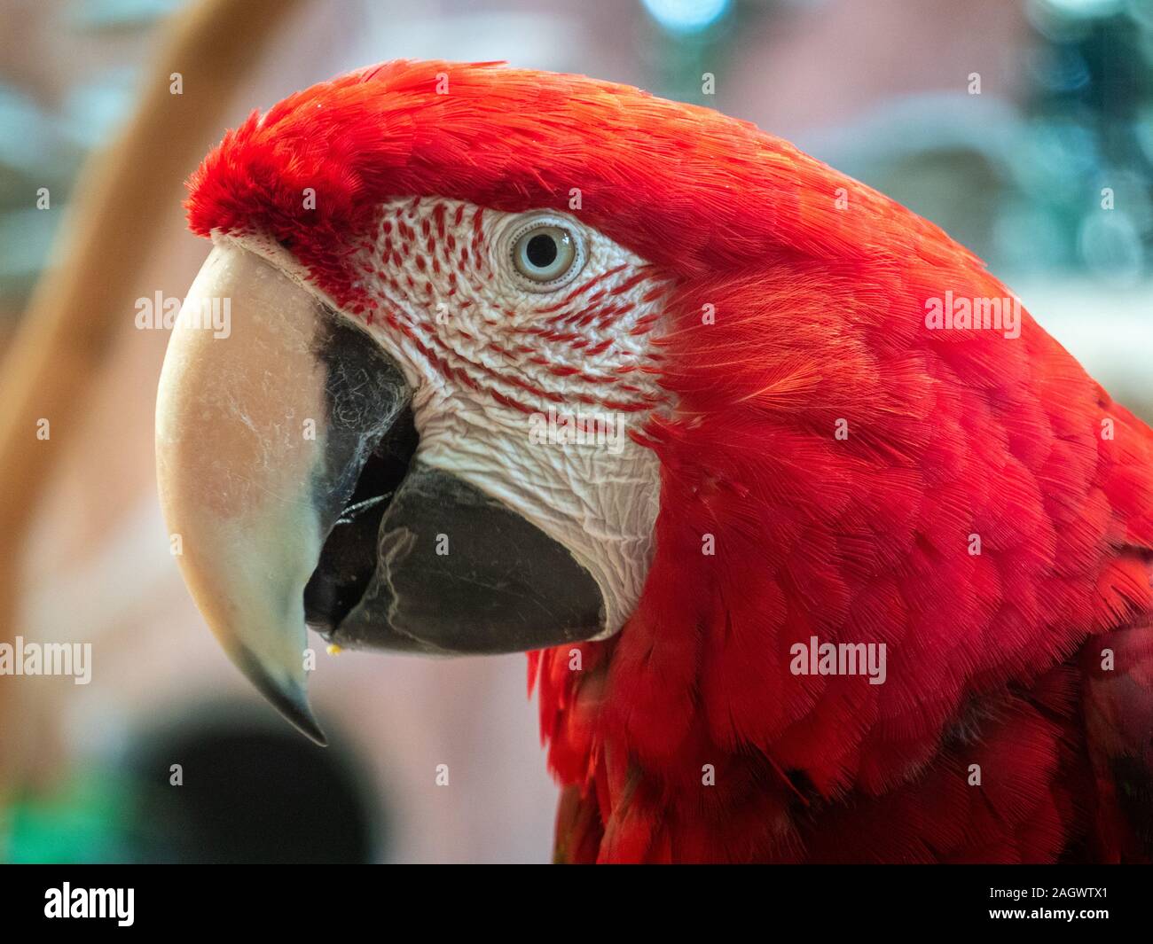 Un closeup portrait coloré d'un ara. Banque D'Images