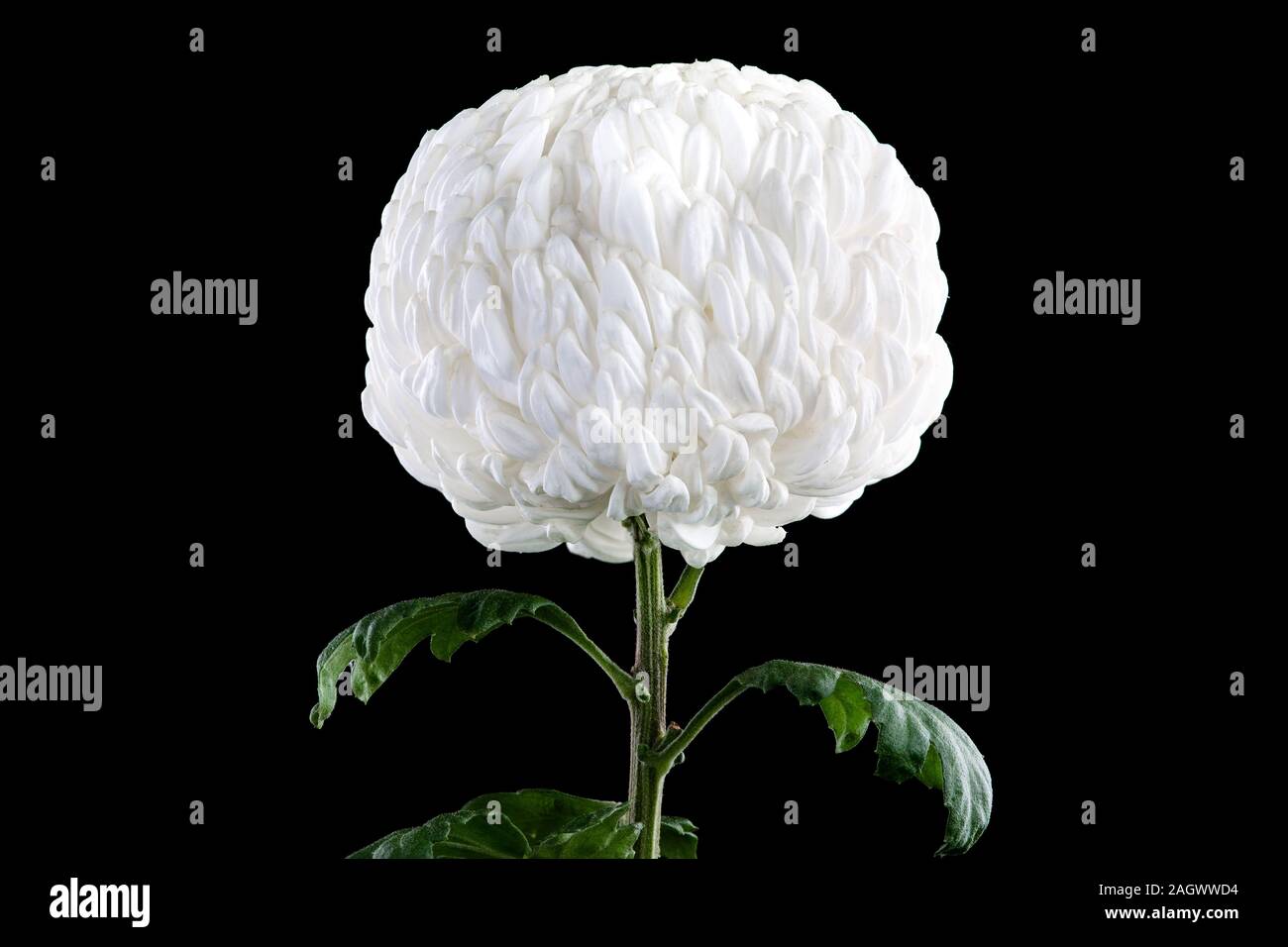 Grande beauté américaine chrysanthème blanc sur fond noir Banque D'Images