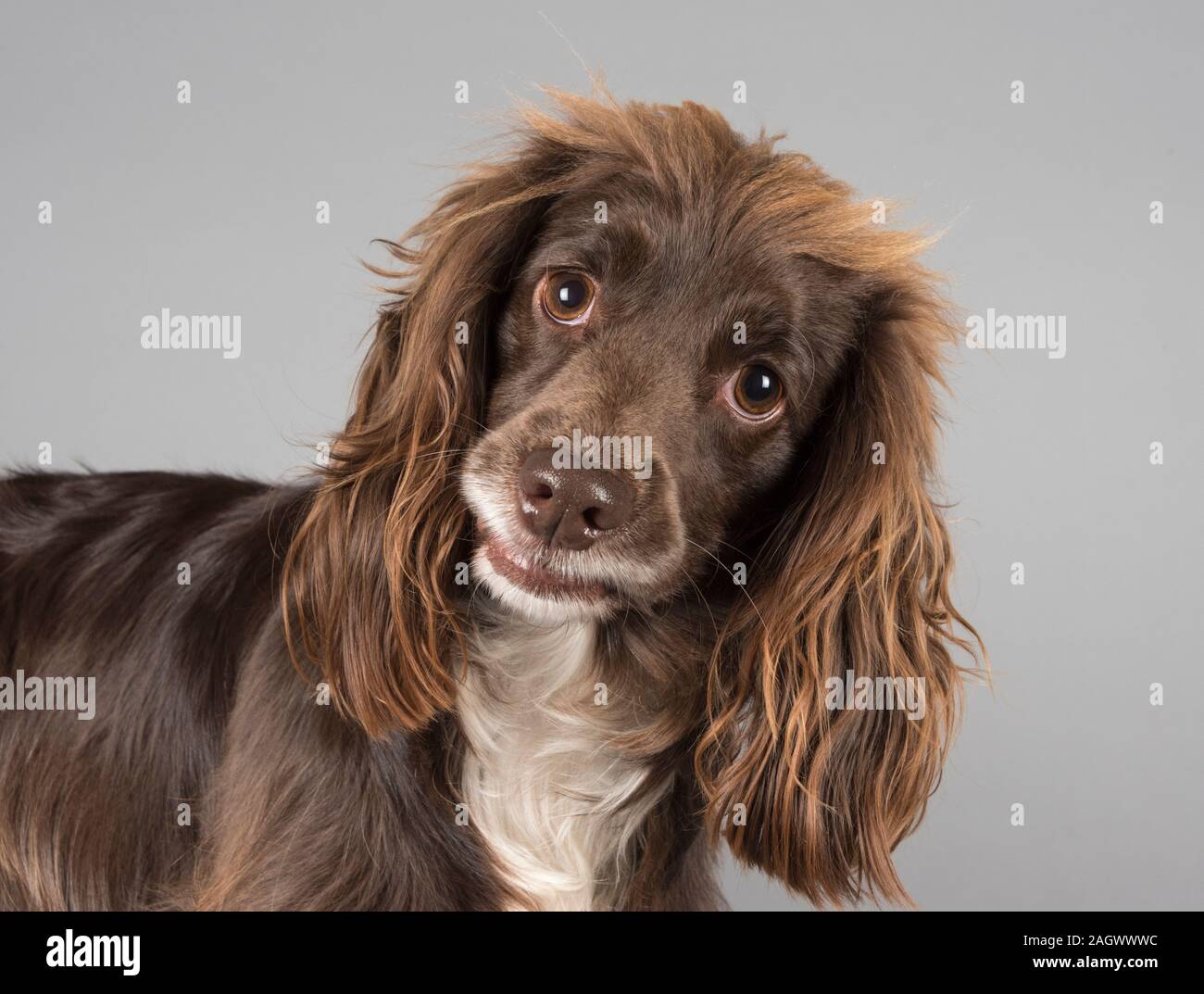 Portrait d'un cocarcapoo de 3 ans (brun et blanc, femelle) animal de compagnie au Royaume-Uni. Banque D'Images
