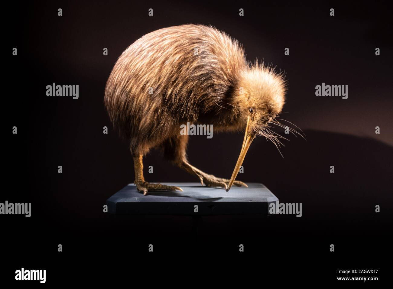 Kiwi Animal Banque D Image Et Photos Alamy