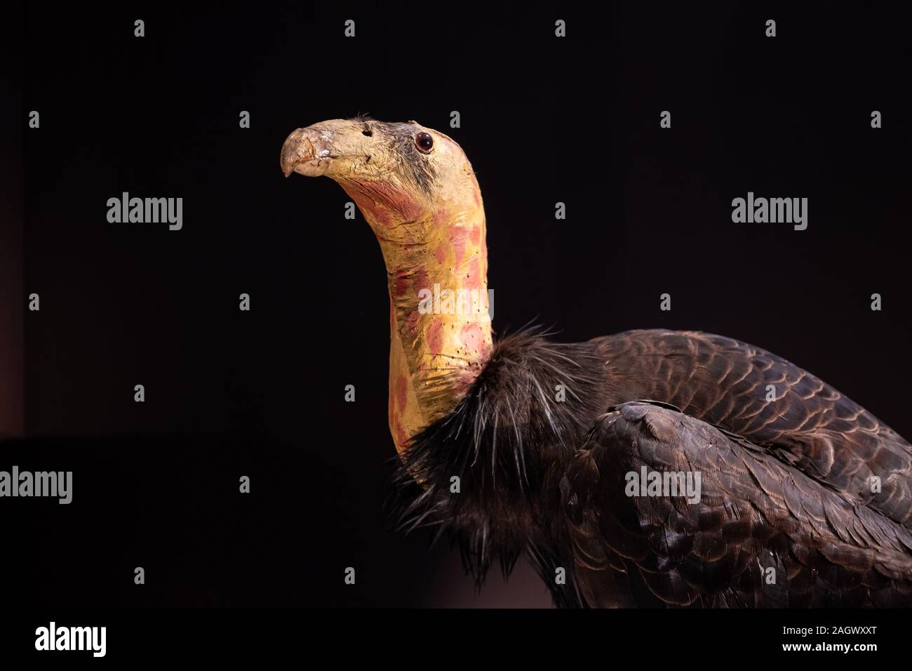 Chef du Canada Condor de Californie Gymnogyps californianus), (pris sur l'affichage sur fond noir Banque D'Images