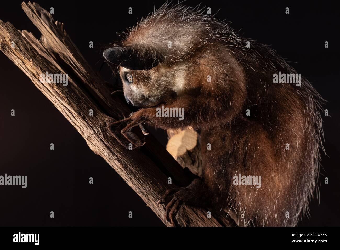 Canada Canada Aye Aye Daubentonia madagascariensis (lemur) sur une branche pris sur l'affichage sur fond noir Banque D'Images
