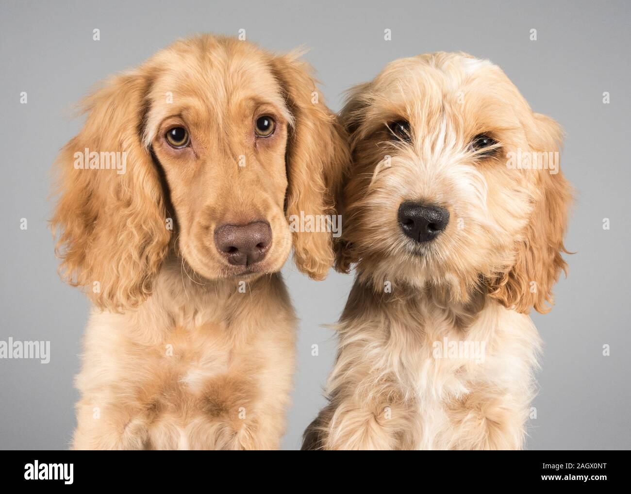 Cockapoo Puppies à 16 semaines Banque D'Images