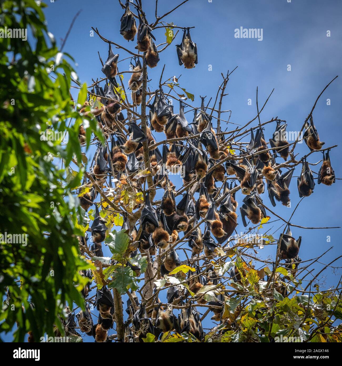 Les chauves-souris frugivores se percher, Maurice Banque D'Images