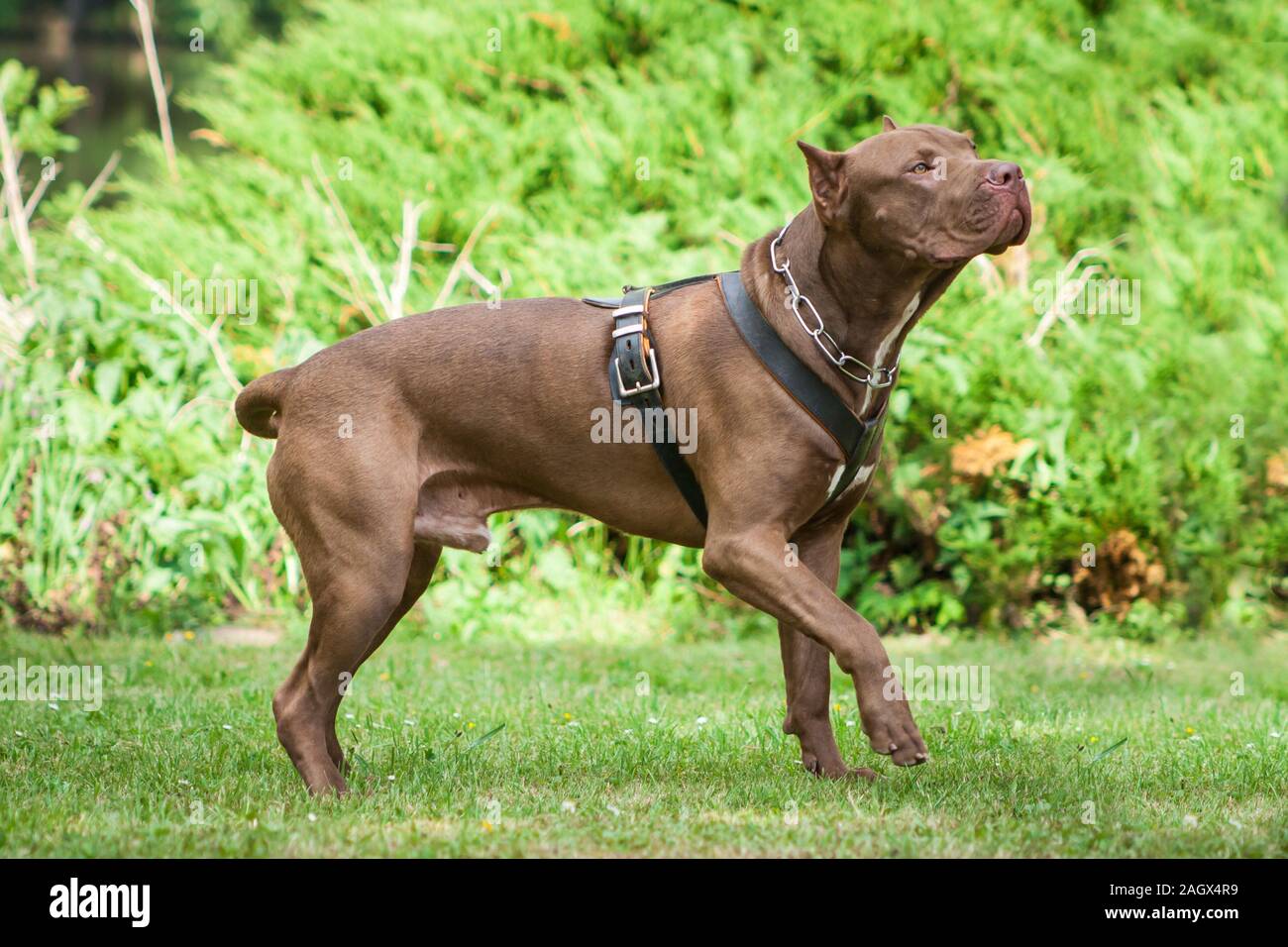 Nez rouge cropped American Bully dog Banque D'Images