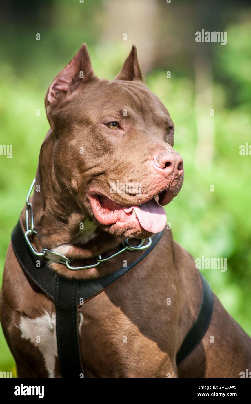 Portrait d'un Américain Bully dog recadrée rednose Banque D'Images