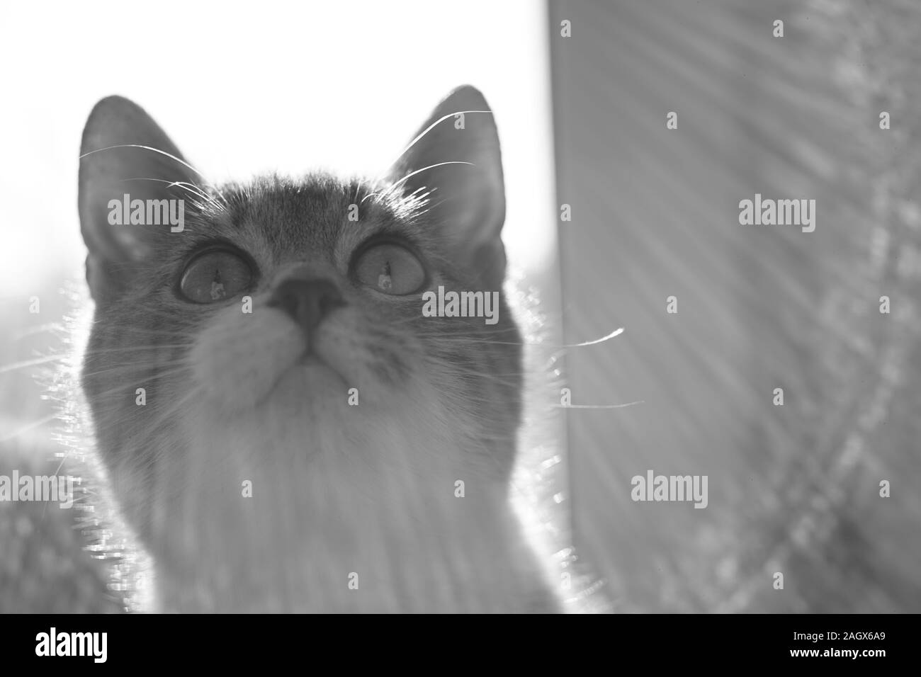 Tres Mignon Chaton Est A La Recherche D Interet Macro Portrait D Un Chat A L Interieur Photo En Noir Et Blanc Photo Stock Alamy