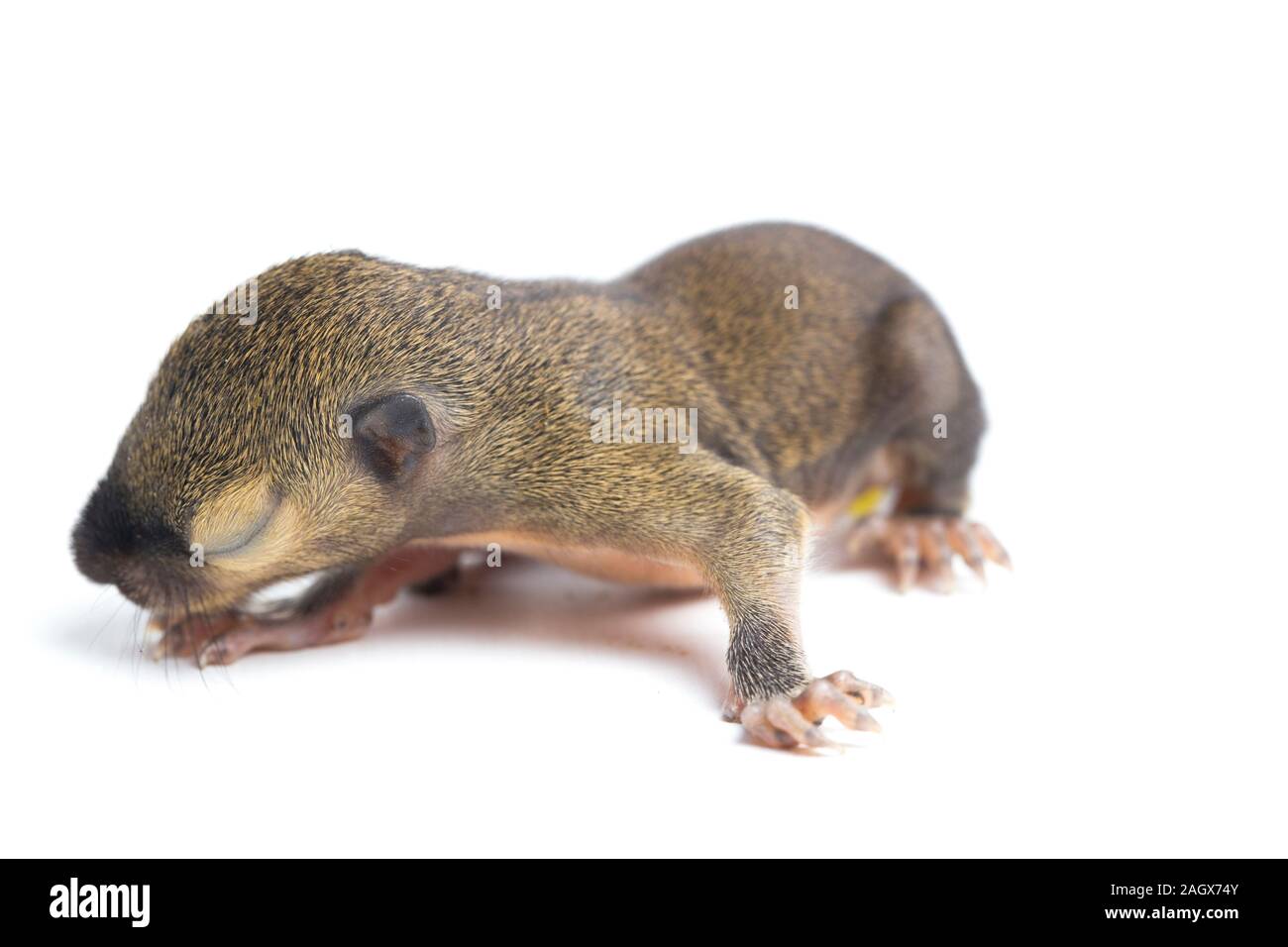 Le bébé écureuil de plantain, oriental ou écureuil écureuil tricolore (Callosciurus notatus) isolé sur fond blanc Banque D'Images