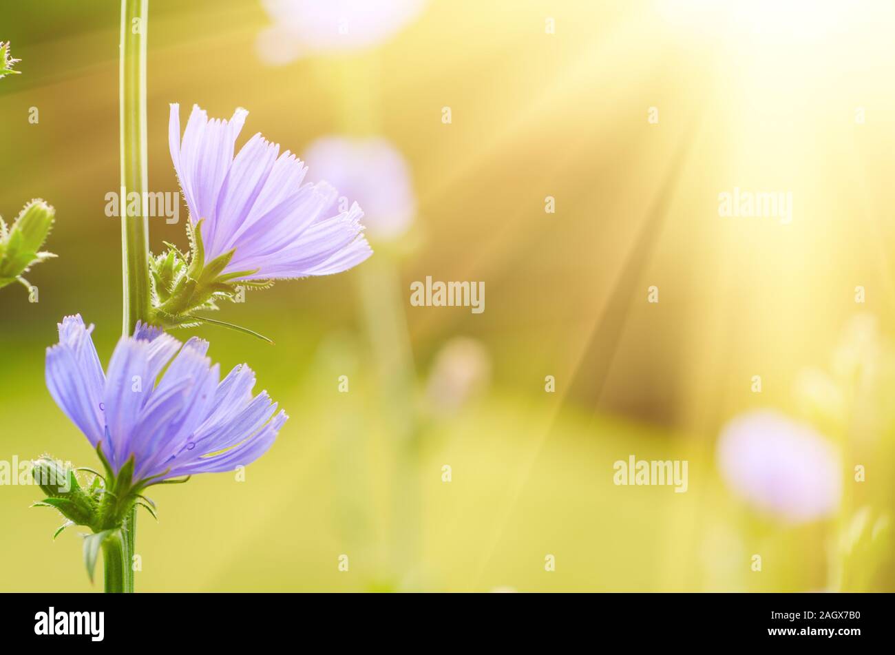 Bleu chicorée fleur qui s'épanouit dans la nature, floral background with copy space Banque D'Images