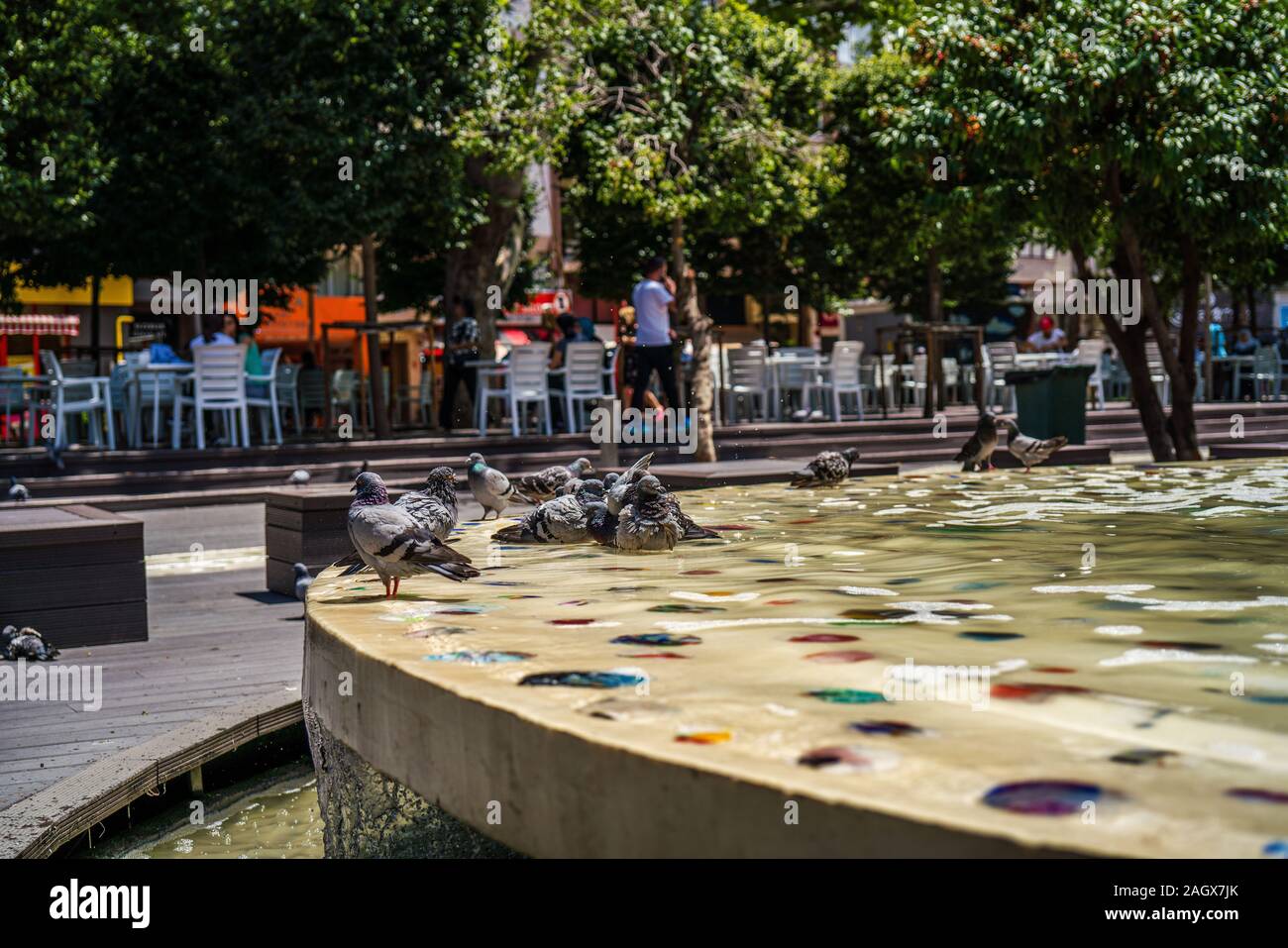 Pigeon dans bassin ornemental close-up photography. gris colombe. Banque D'Images