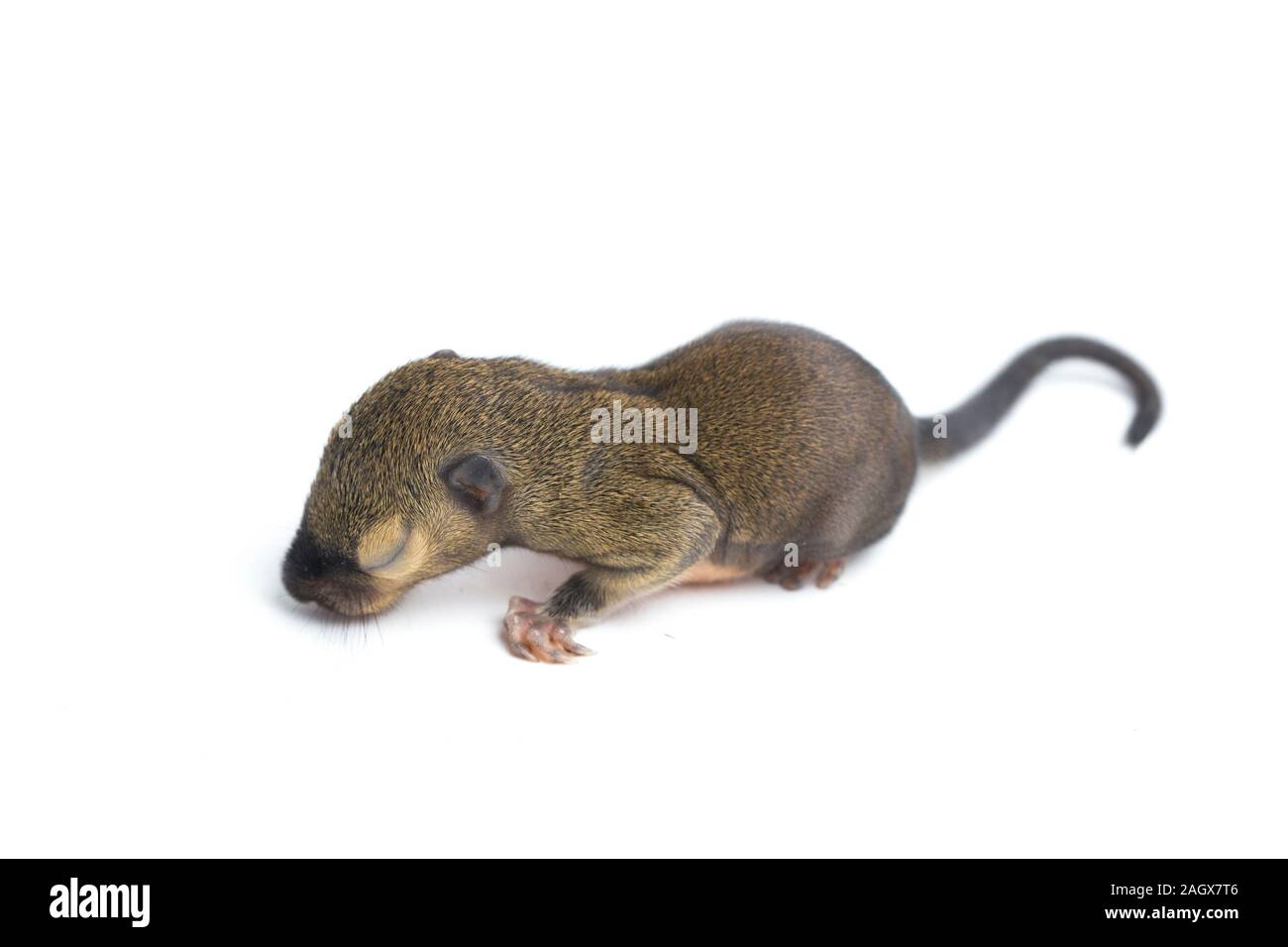 Le bébé écureuil de plantain, oriental ou écureuil écureuil tricolore (Callosciurus notatus) isolé sur fond blanc Banque D'Images