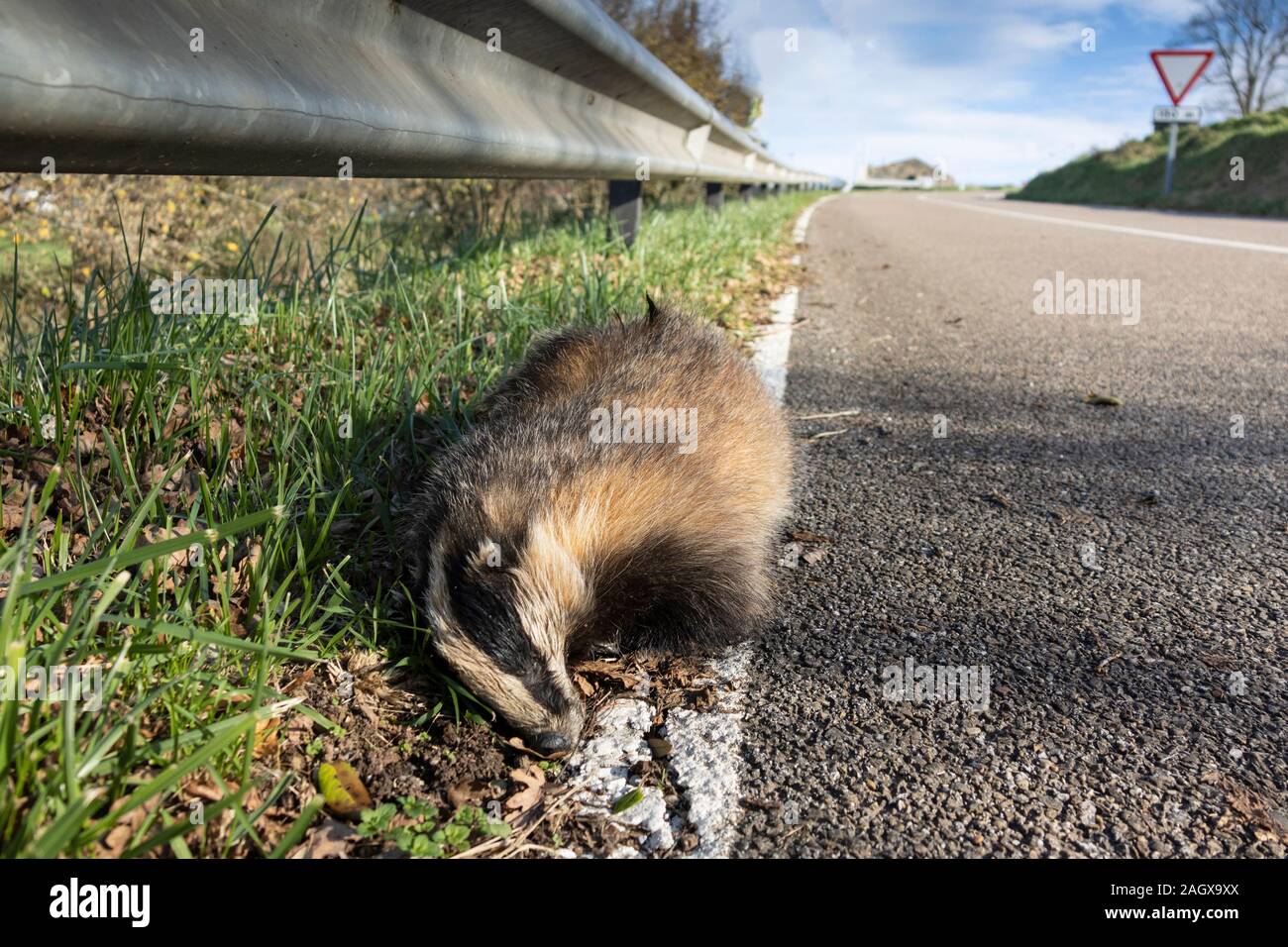 Blaireau frapper par une voiture et morts sur la route ou mort badger Banque D'Images