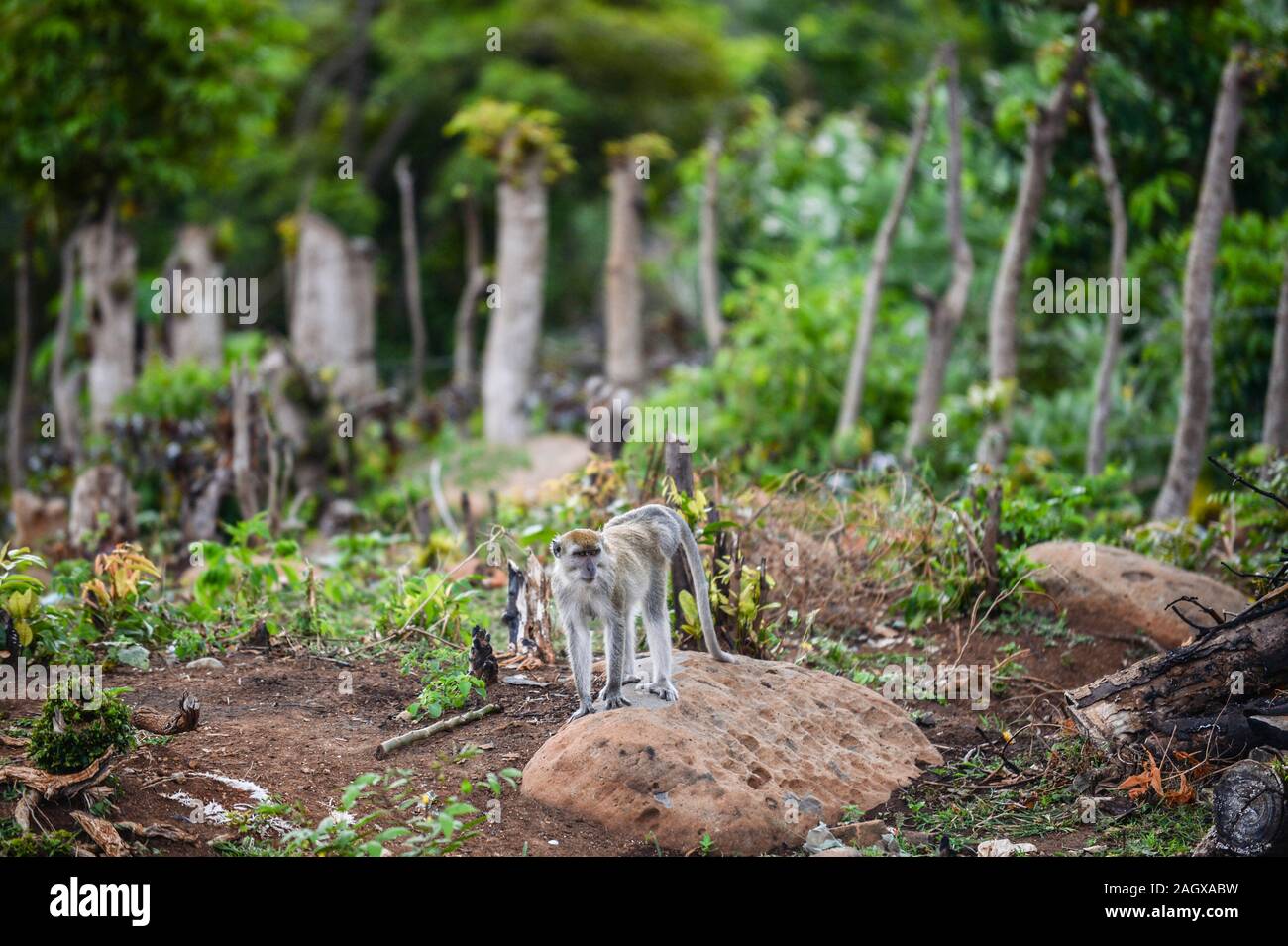 Aceh, Indonésie. Dec 21, 2019. Photos prises le 21 décembre 2019 montre un macaque à longue queue pour trouver de la nourriture à proximité d'une zone résidentielle à Neuheun village dans la région d'Aceh Besar, Aceh, Indonésie. Ti'Kuncahya Crédit : B./Xinhua/Alamy Live News Banque D'Images