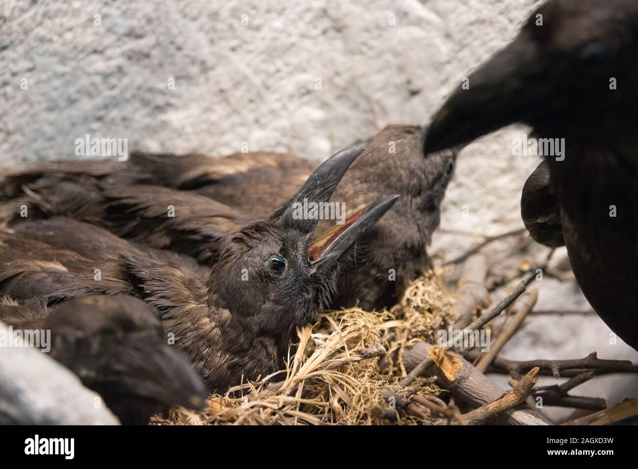 Bebe Dans Le Nid De Corbeau Se Nourrissent Par Leur Maman Photo Stock Alamy