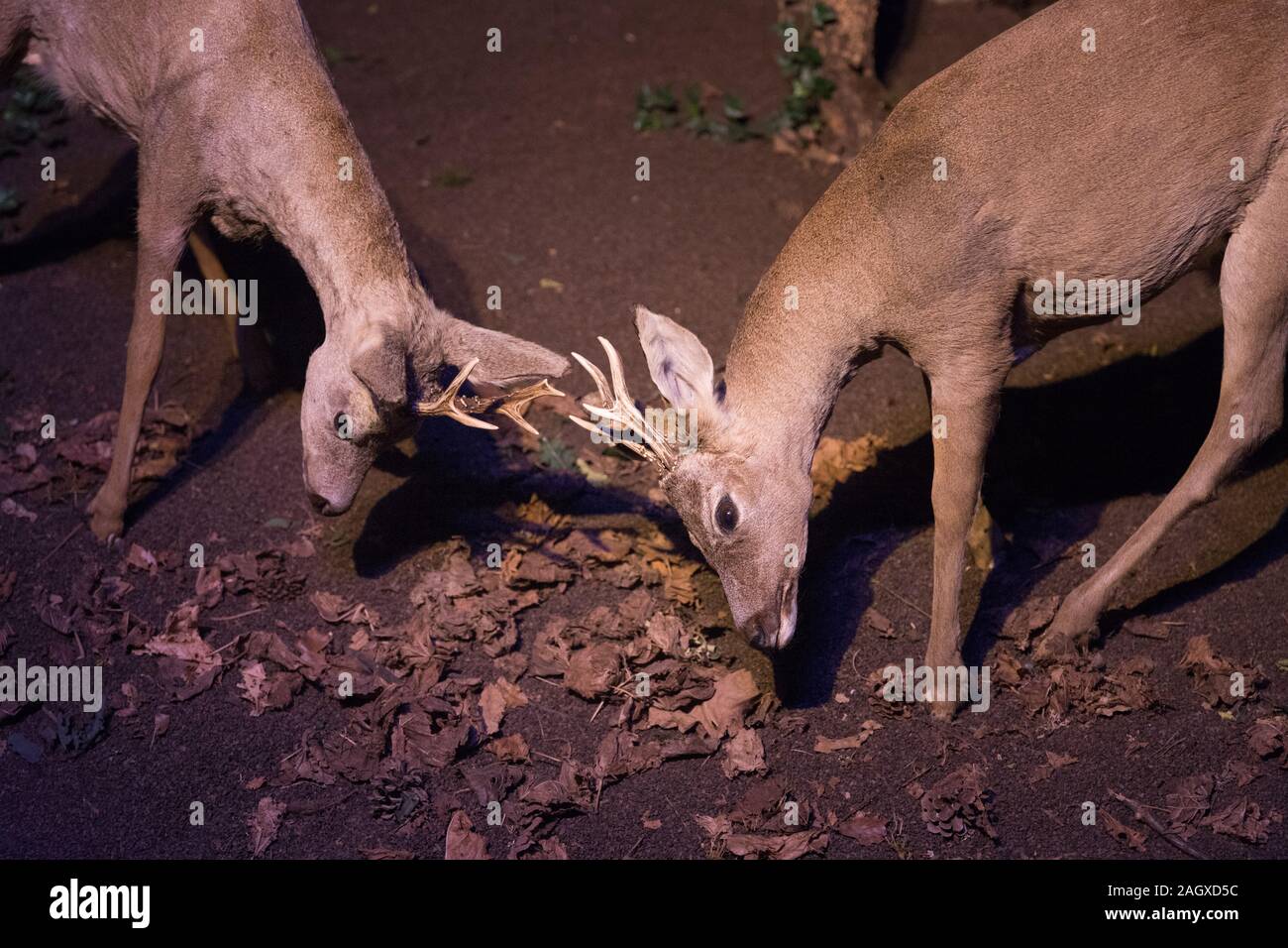 Doe Peluche Bebe Faon Foret Chasse Taxidermie Trophee Morte Photo Stock Alamy