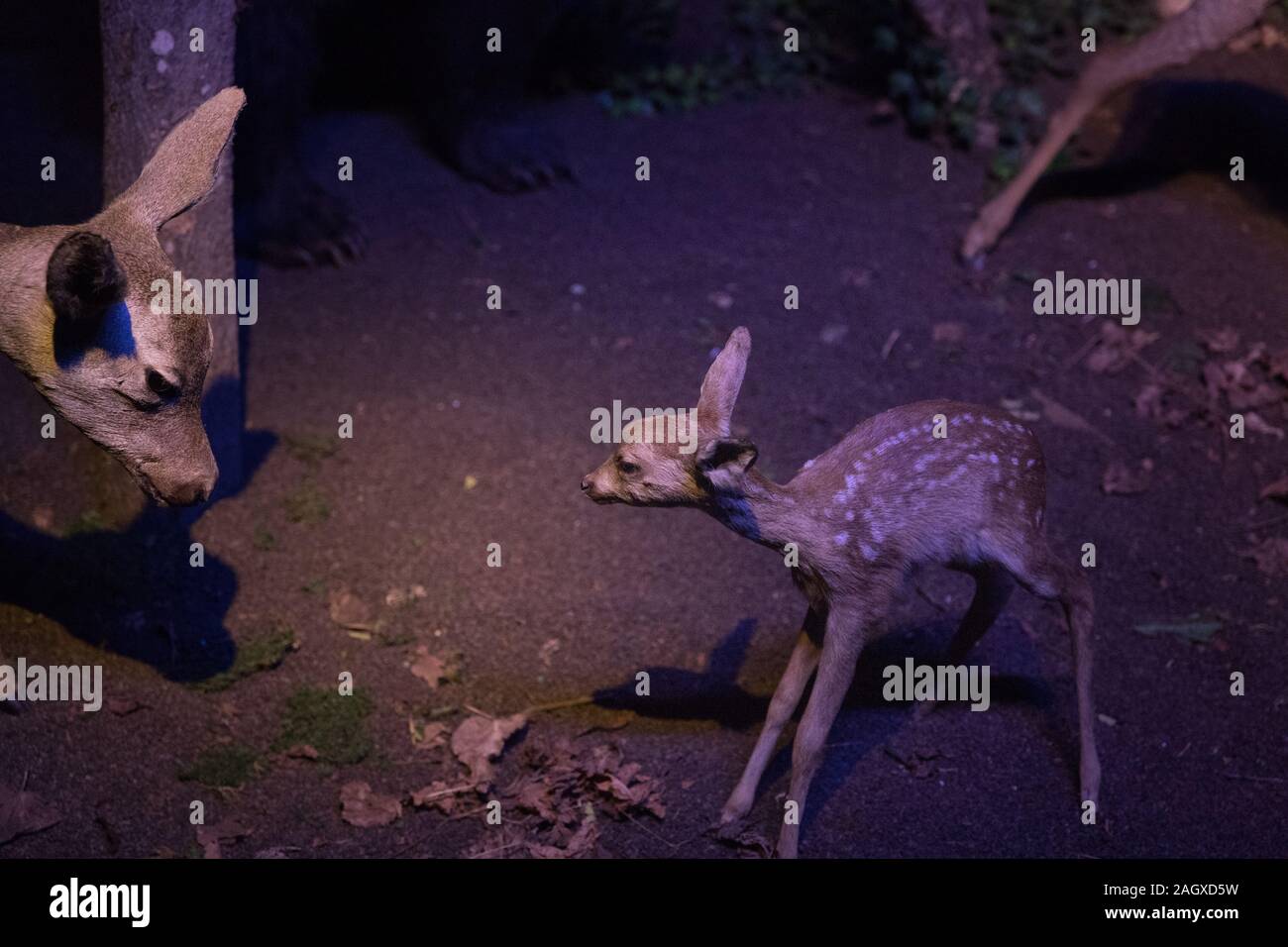 Doe Peluche Bebe Faon Foret Chasse Taxidermie Trophee Morte Photo Stock Alamy