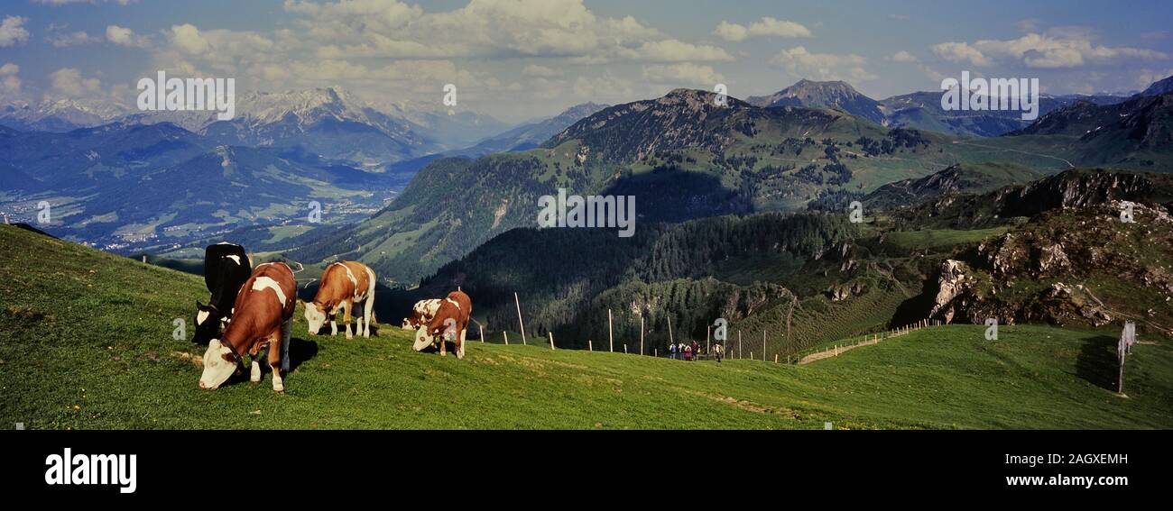 Journal la montagne de pâturage des vaches. Alpes de Kitzbühel Kitzbühel. L'Autriche. L'Europe Banque D'Images