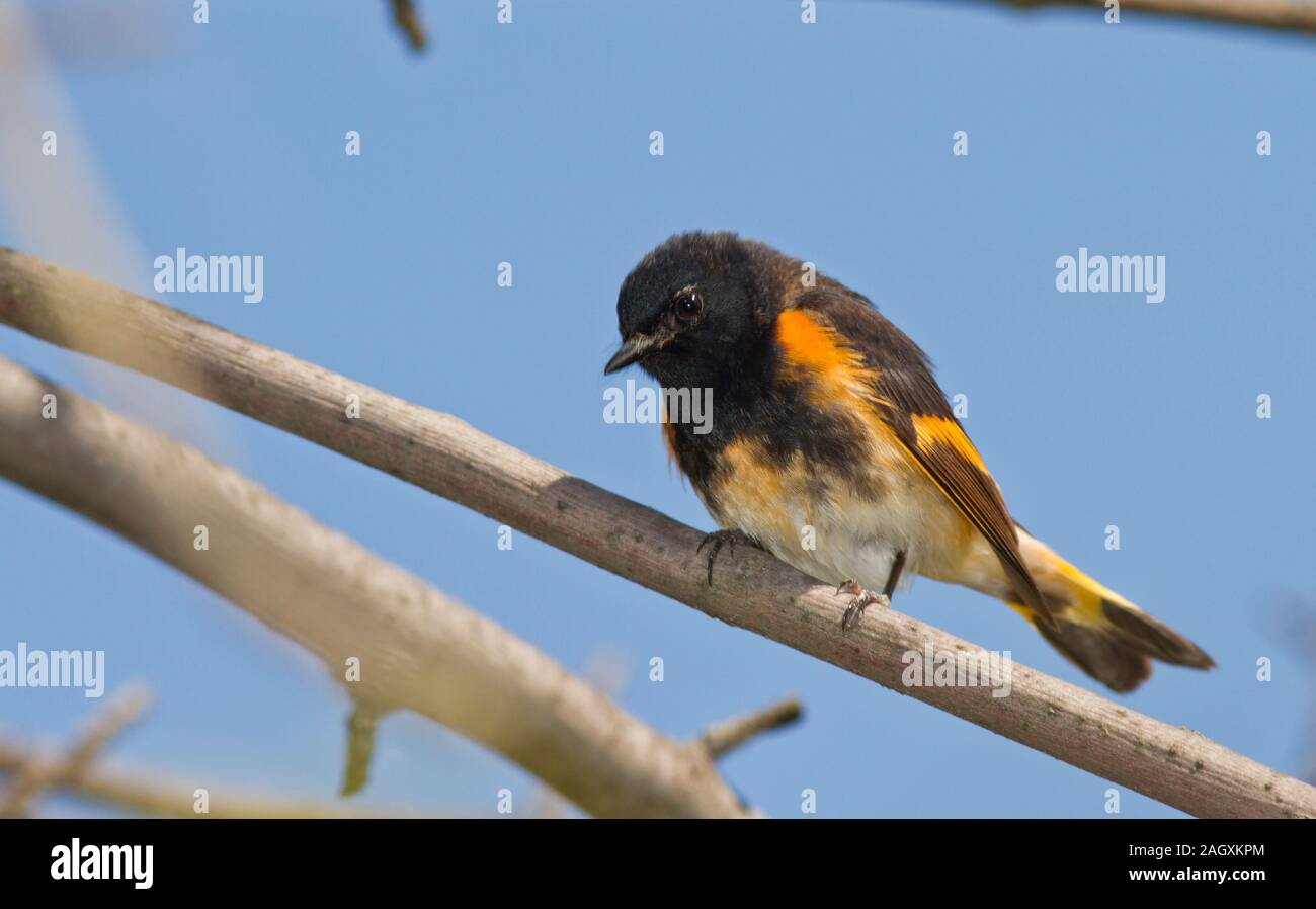 La Paruline flamboyante (Setophaga ruticilla), homme, plumage nuptial Banque D'Images