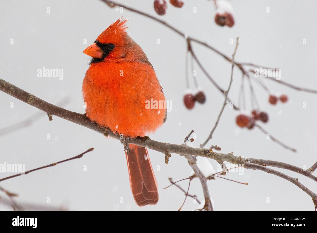 Un cardinal masculin est assis sur une branche enneigée en hiver Banque D'Images