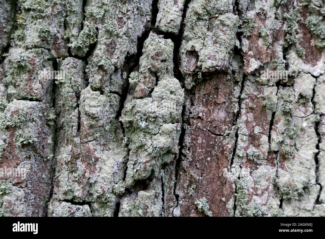 L'écorce sur le tronc d'un vieil arbre est couvert de mousse Banque D'Images