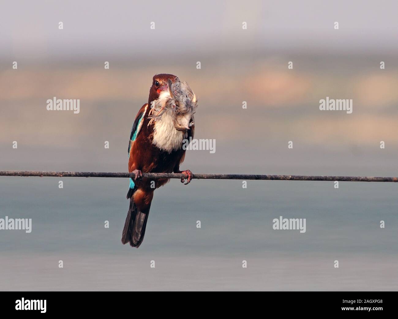 White breasted kingfisher manger un morceau bird Banque D'Images