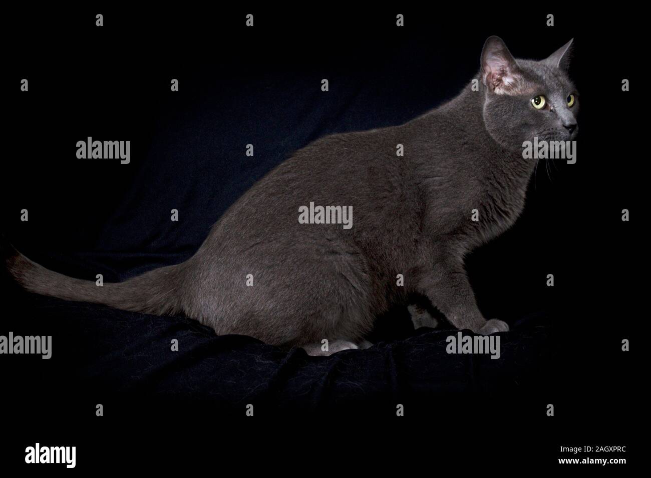 Black Cat In Profile On Banque D Image Et Photos Alamy