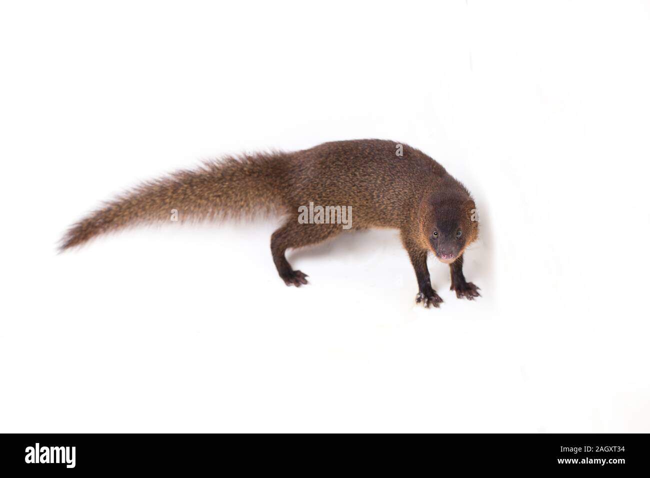 Close up de Javan Mongoose ou petite mangouste Herpestes javanicus (asiatique) isolé sur fond blanc Banque D'Images