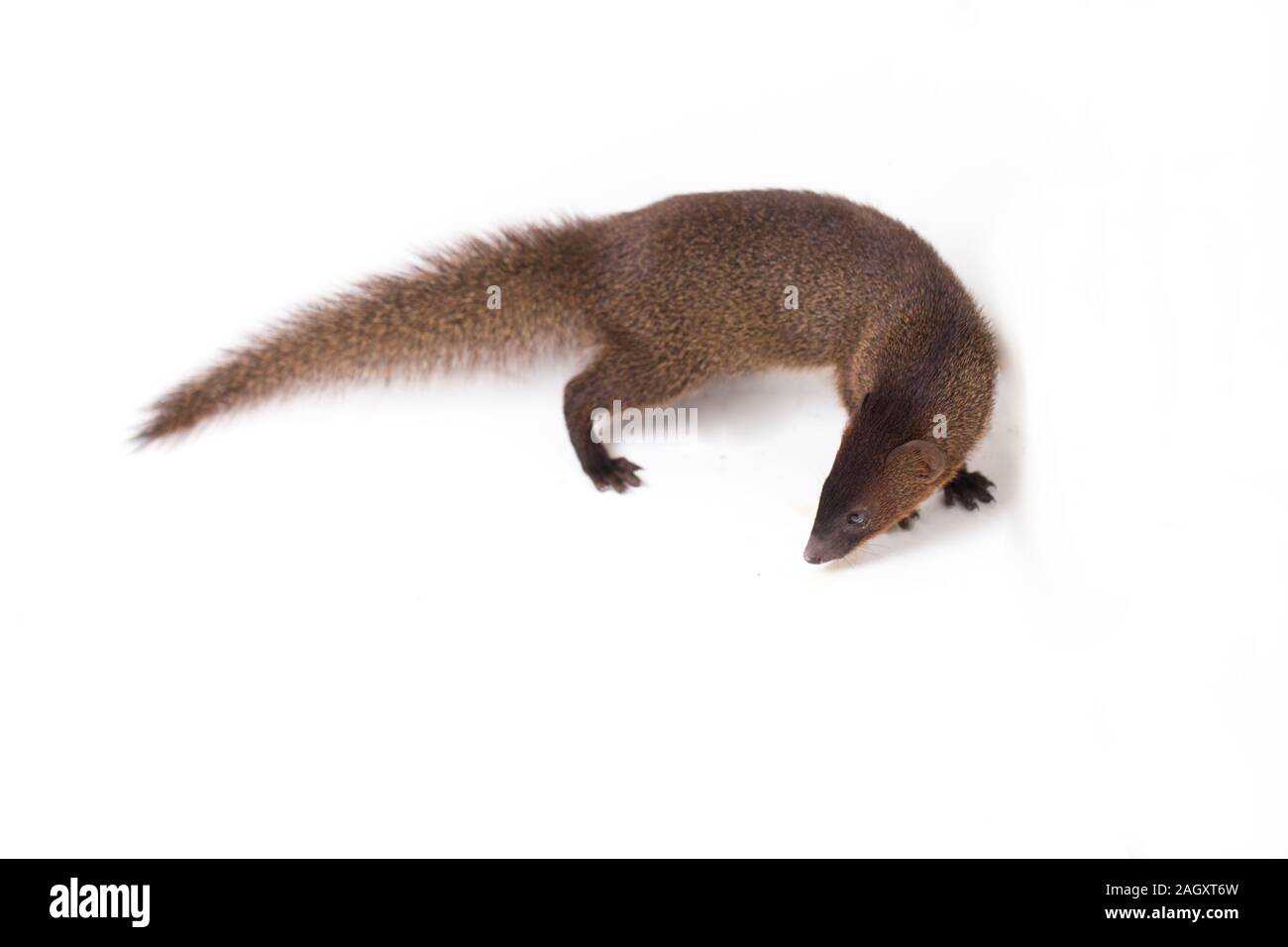 Close up de Javan Mongoose ou petite mangouste Herpestes javanicus (asiatique) isolé sur fond blanc Banque D'Images