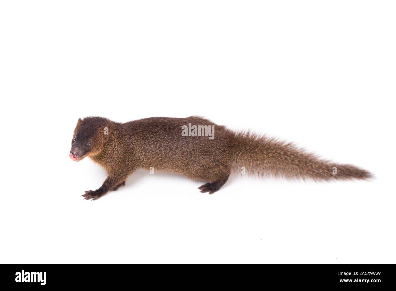 Close up de Javan Mongoose ou petite mangouste Herpestes javanicus (asiatique) isolé sur fond blanc Banque D'Images