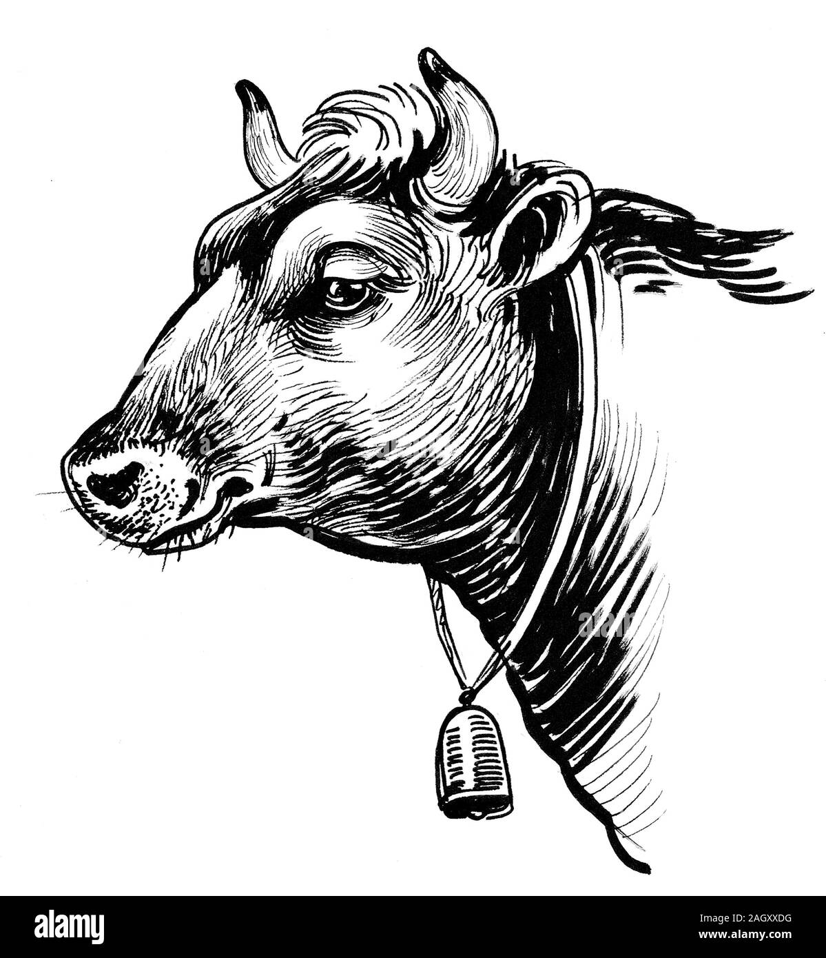 Tête de vache avec cloche. Encre dessin noir et blanc Banque D'Images