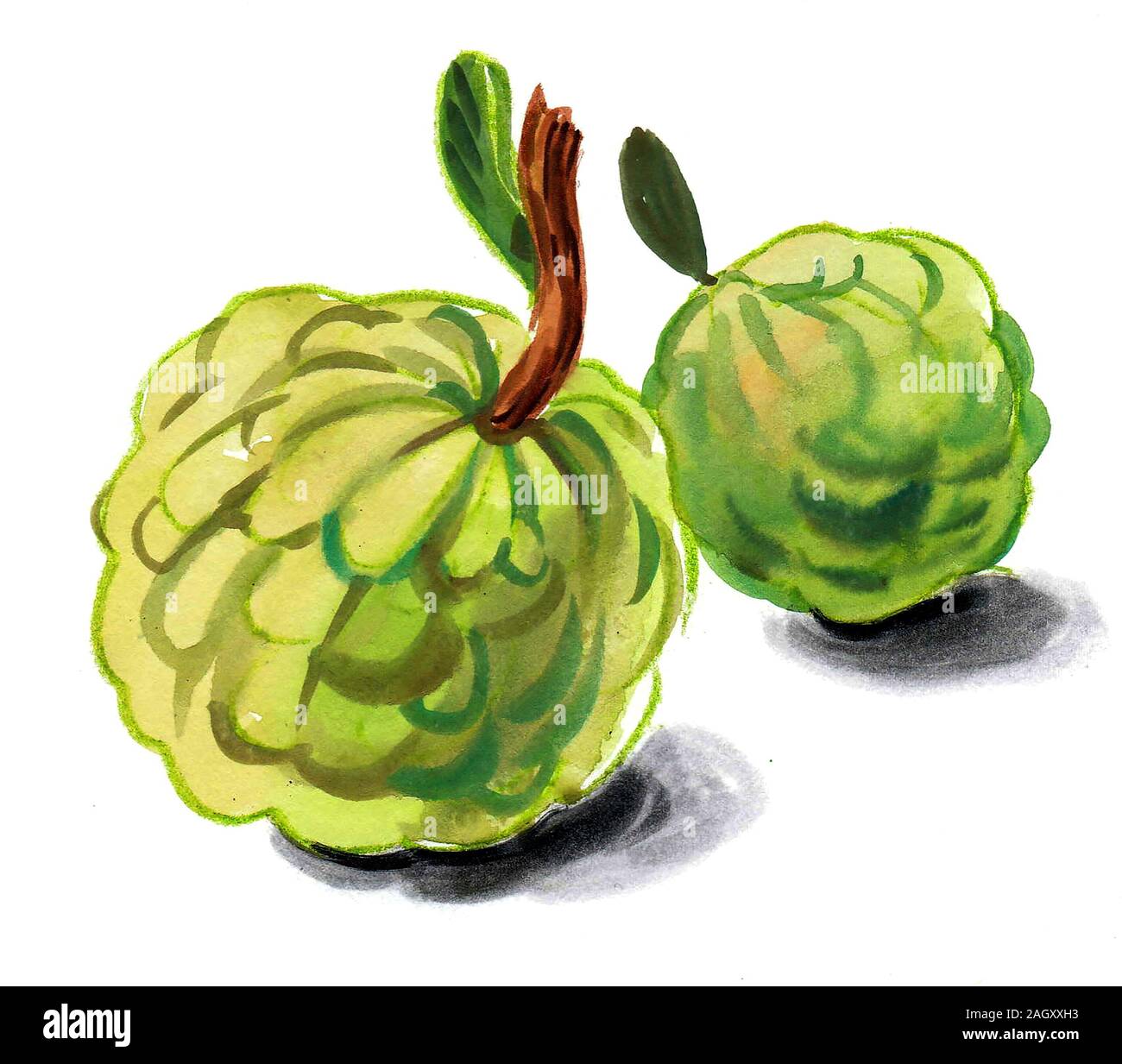 Fruit sucre-pomme. Peinture aquarelle Banque D'Images