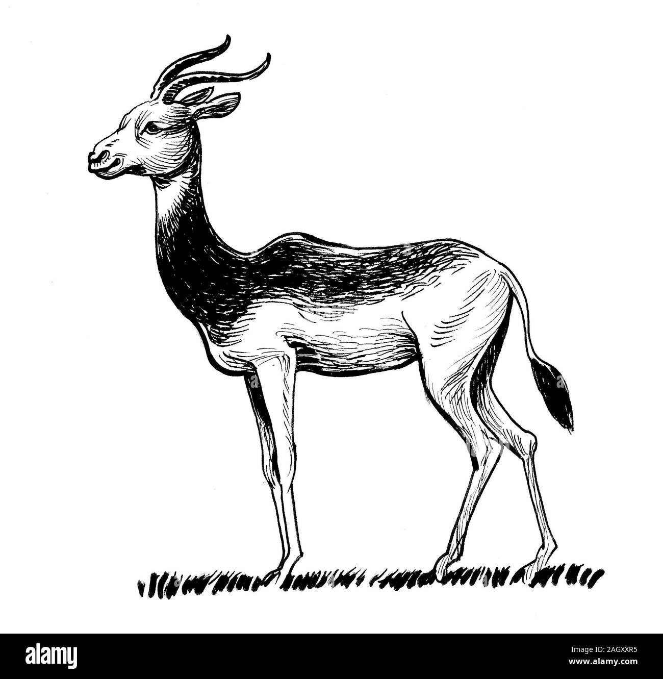 Antilope permanent. Dessin noir et blanc Encre Banque D'Images