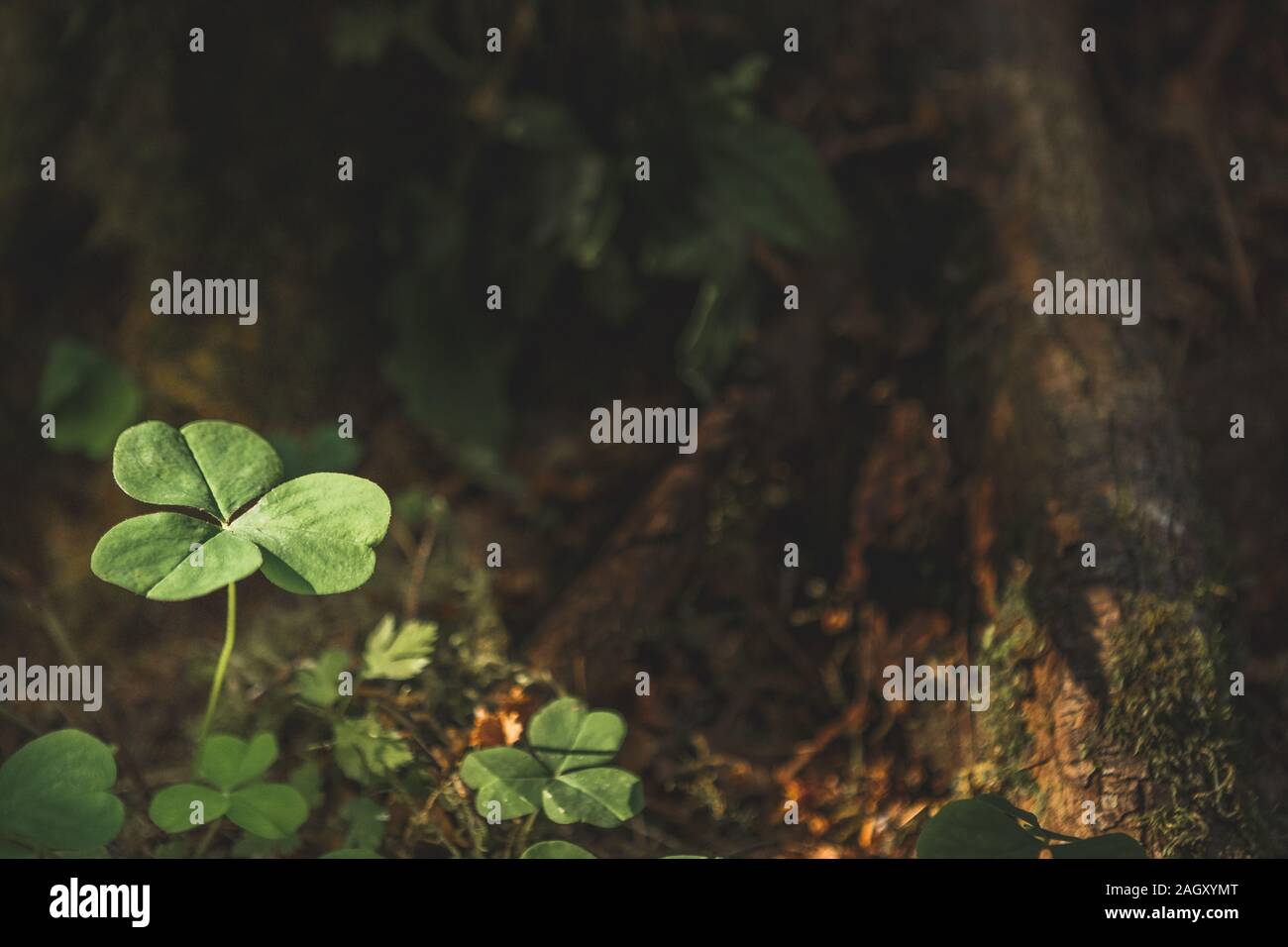 Fond naturel avec trois trèfles à feuilles poussant dans la forêt de l'été. St Patrick Day concept. Profondeur de champ, l'accent sur près de Leaf Banque D'Images