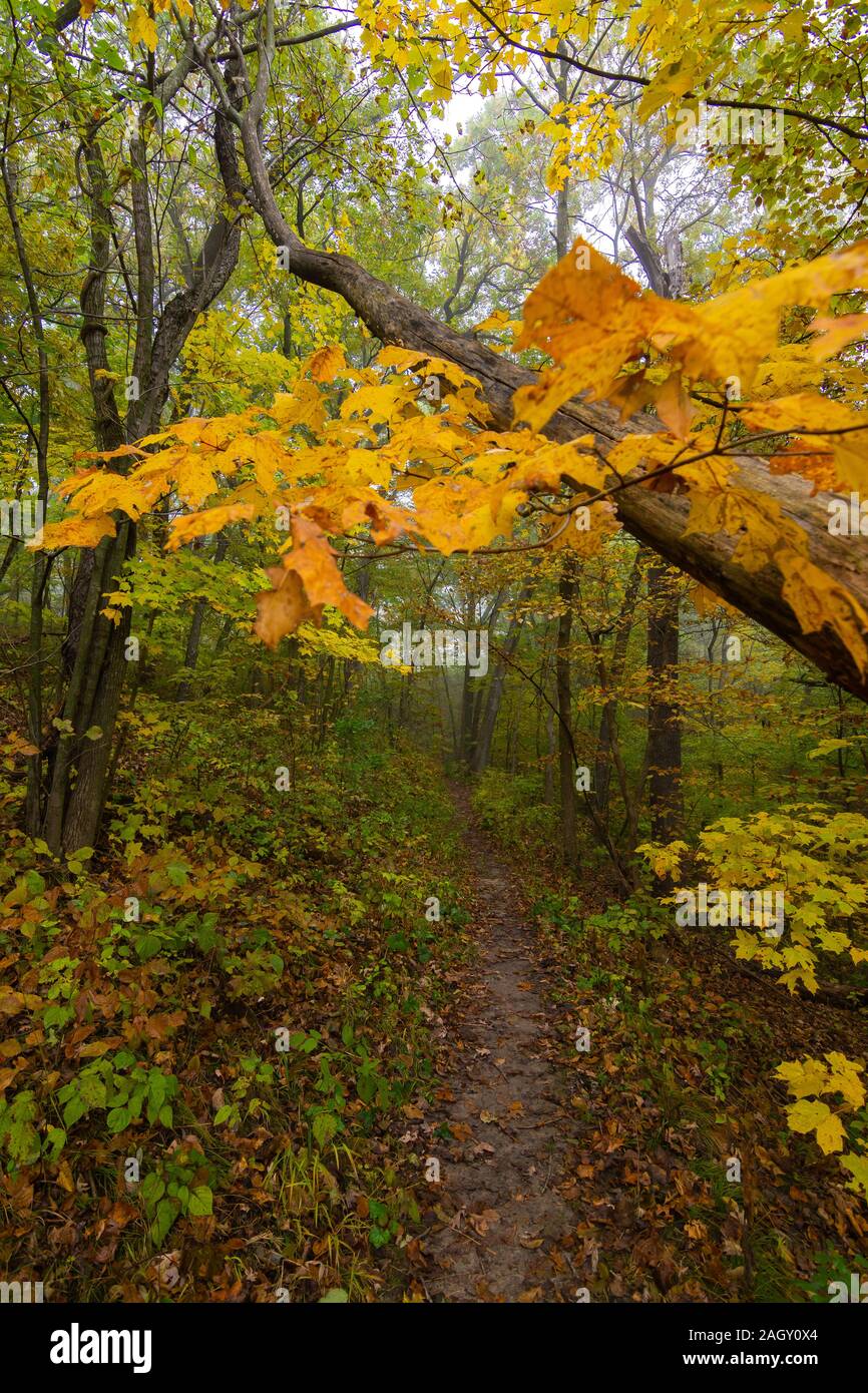 L'automne sur le sentier de randonnée. Mississippi Palisades State Park, Illinois, États-Unis Banque D'Images