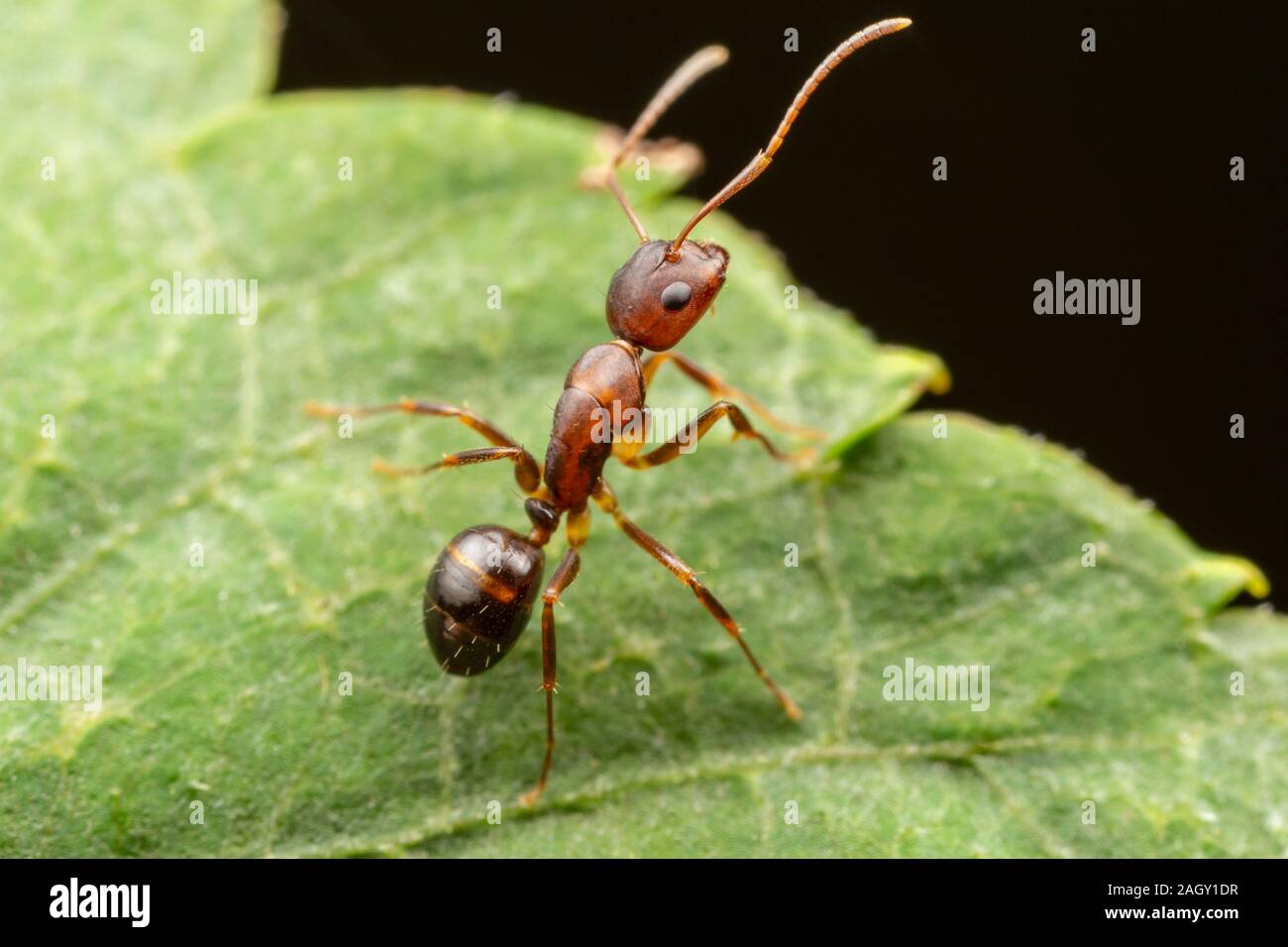 Une fourmi Camponotus (subarbatus) est perché sur une feuille. Banque D'Images