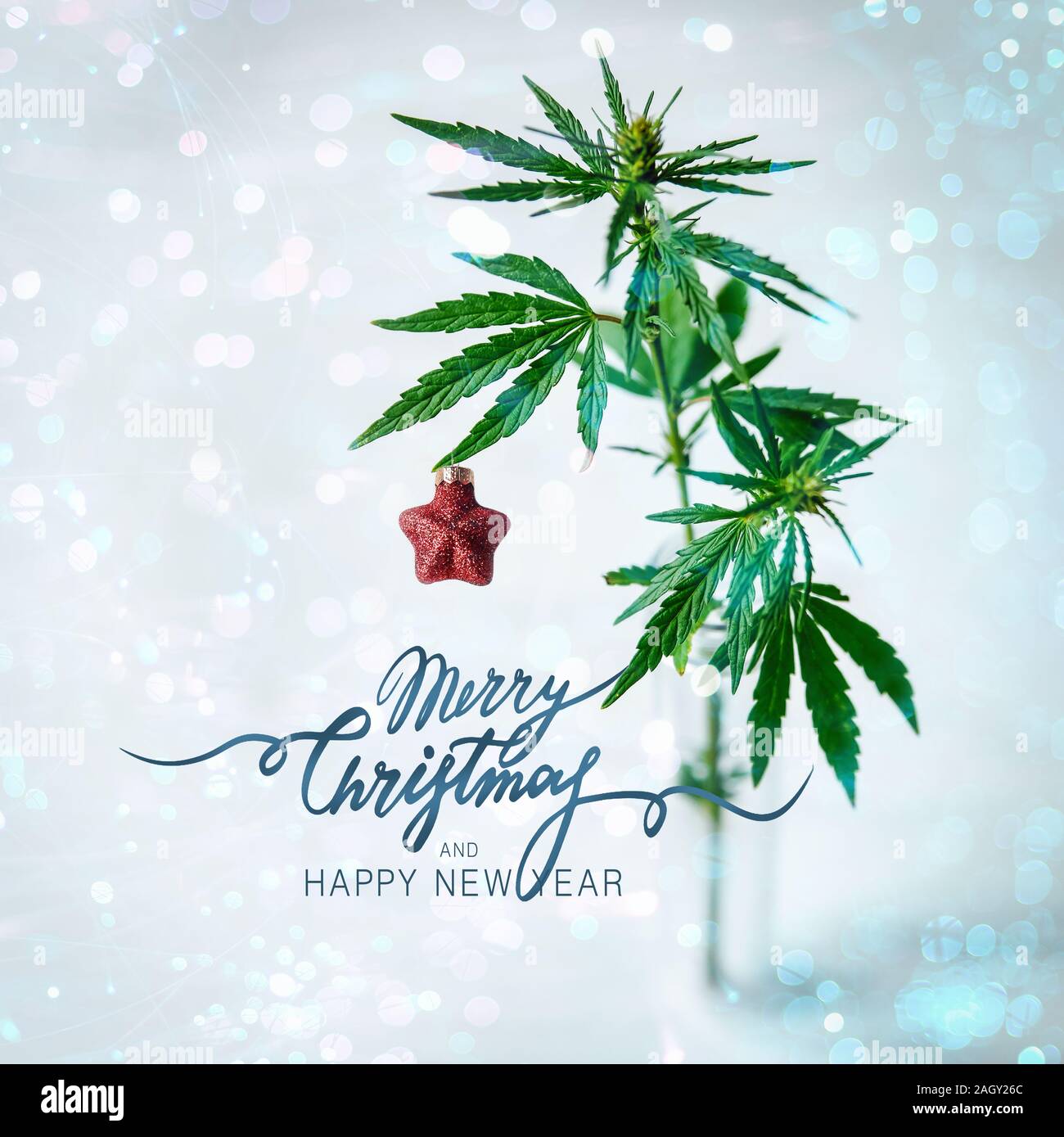 Feuille de Cannabis et bush avec décoration de Noël. Arrière-plan de fête. Joyeux noël carré lettrage Banque D'Images