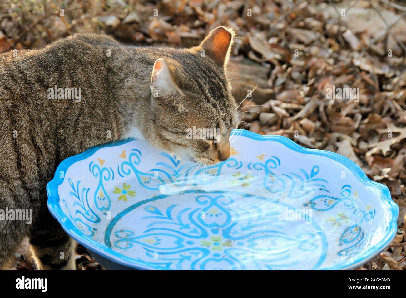 Un mâle castré TNR chat communautaire de boissons un bain d'oiseaux de basse-cour en hiver. Banque D'Images