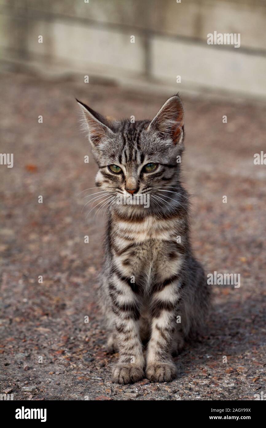 Tumeur Oculaire Banque D Image Et Photos Alamy