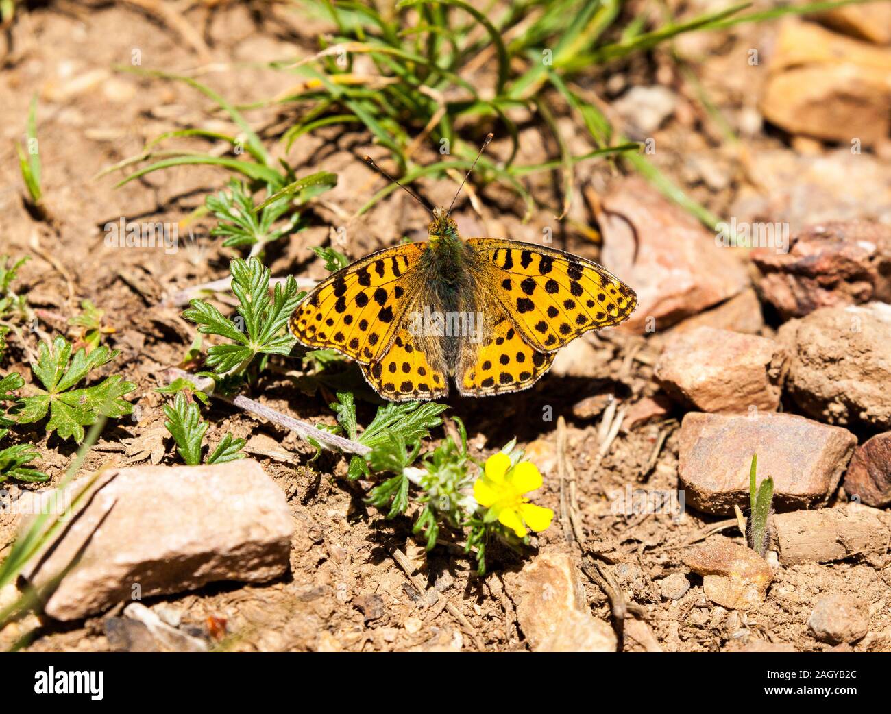 La reine d'Espagne papillon Issoria lathonia Fritillary dans la campagne espagnole à Albarracin dans les Montes Universales est de l'Espagne Banque D'Images