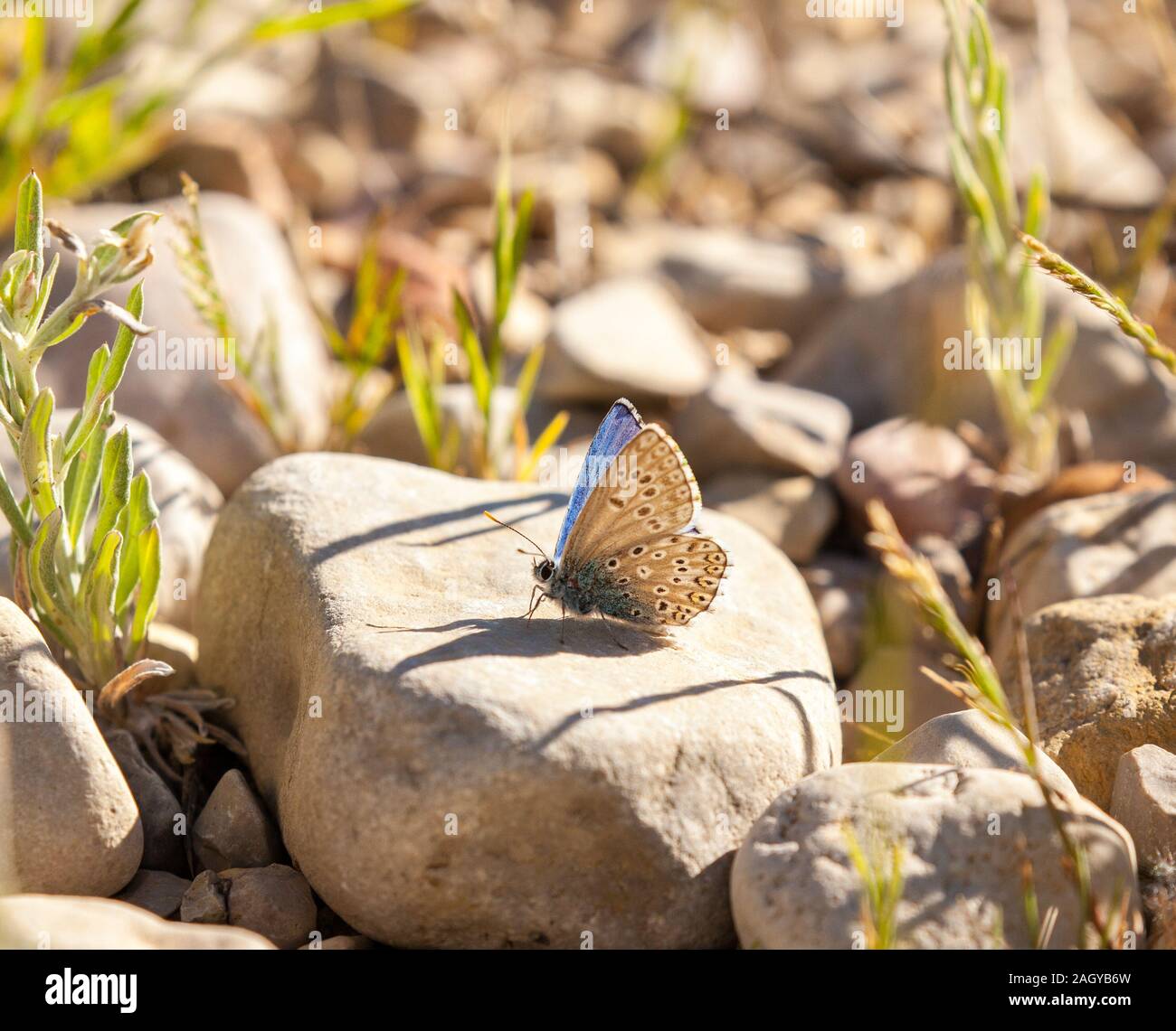 Face inférieure de l'Adonis Lysandra bellargus papillon bleu dans les Montes Universales est de l'Espagne Banque D'Images