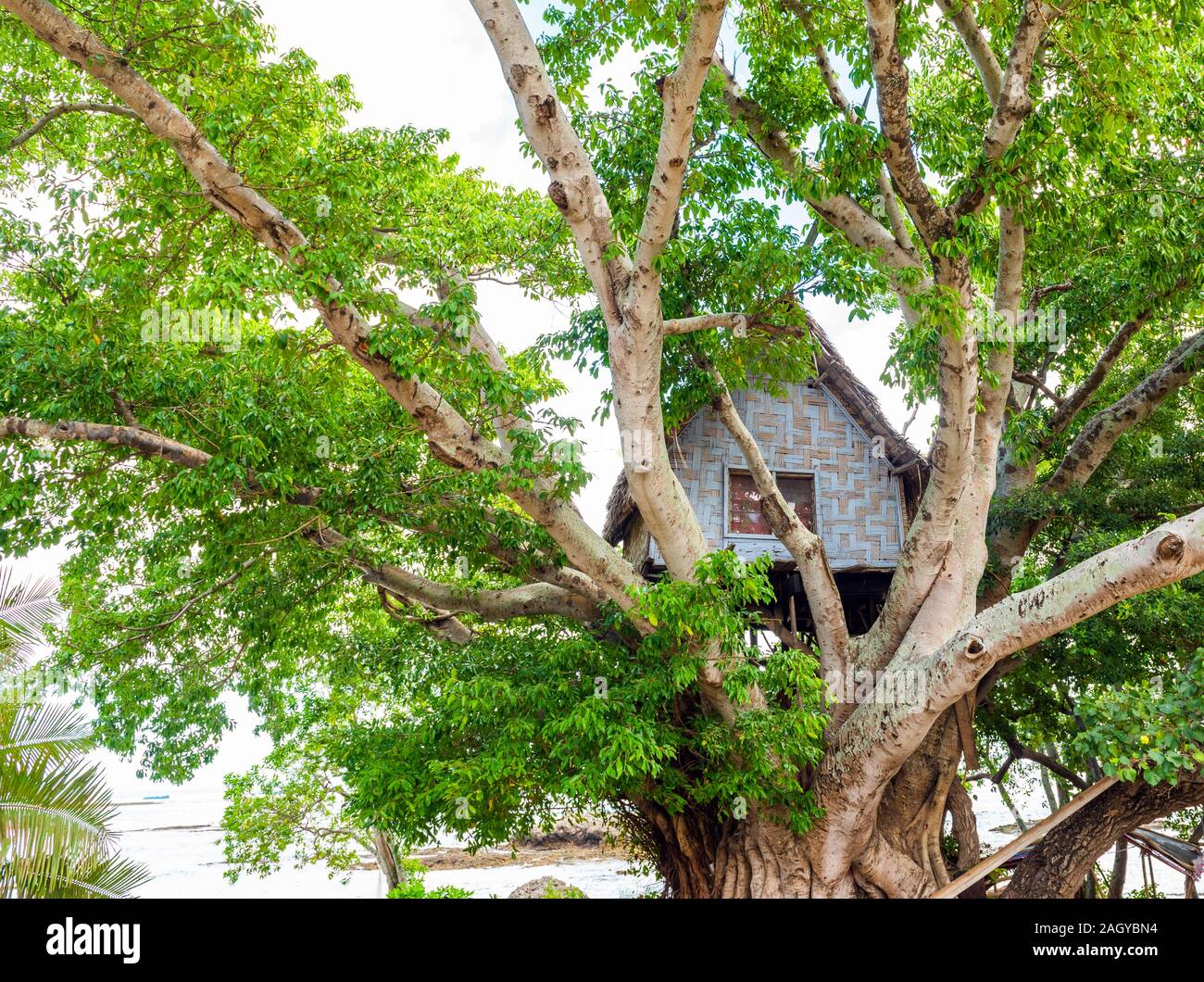 Une maison sur un arbre, l'île de Tanna, Vanuatu Banque D'Images