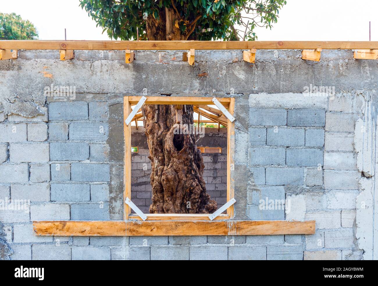 Maison inachevée avec un arbre à l'intérieur, l'île de Tanna, Vanuatu Banque D'Images