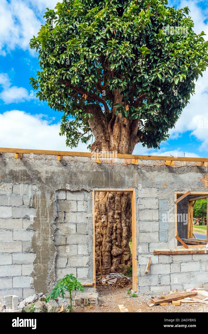 Maison inachevée avec un arbre à l'intérieur, l'île de Tanna, Vanuatu. La verticale Banque D'Images
