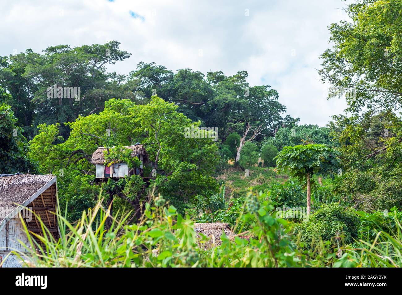 Une maison sur un arbre, l'île de Tanna, Vanuatu Banque D'Images