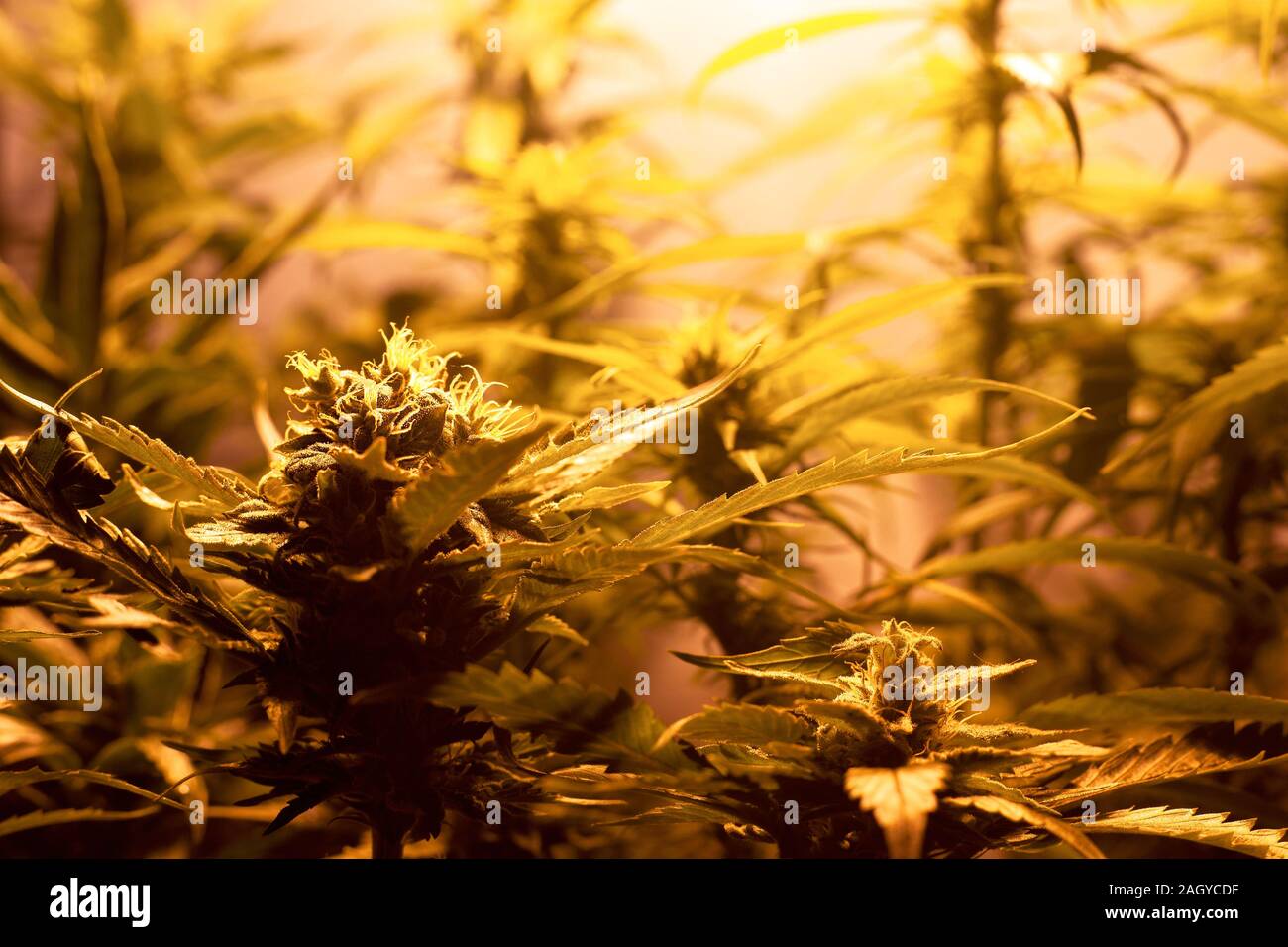 La marijuana médicale croissante à l'intérieur sous la lumière artificielle des lampes. cannabis culture bourgeons. Banque D'Images