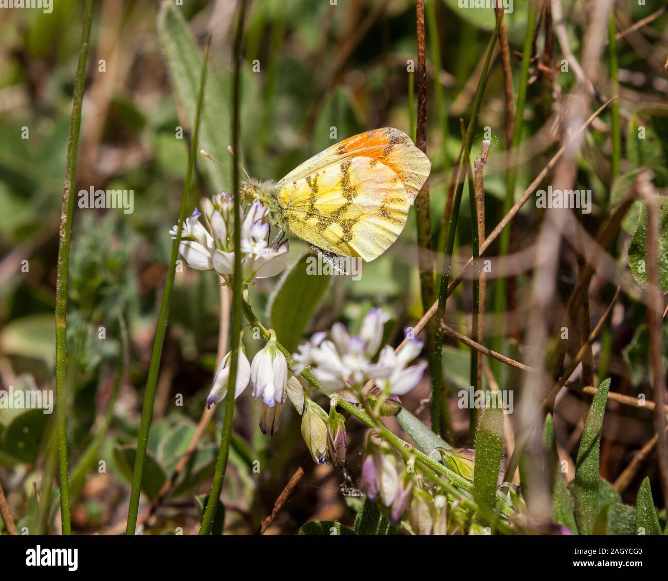 Provence ou pointe orange marocain butterfly Anthocharis euphenoides dans la campagne espagnole dans les Montes Universales à Albarracin est de l'Espagne Banque D'Images